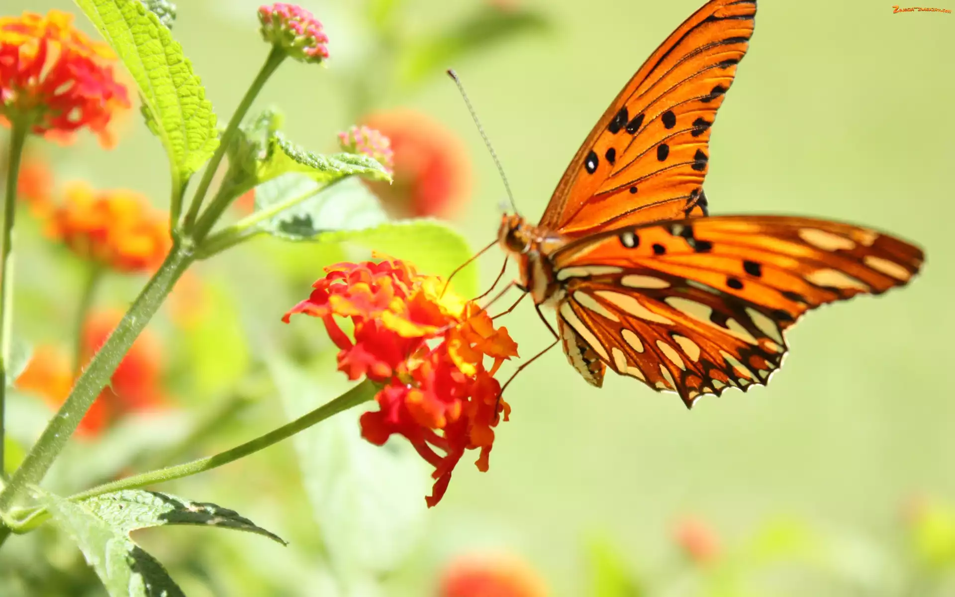 Motyl, Kwiat, Pomarańczowy, Czerwony