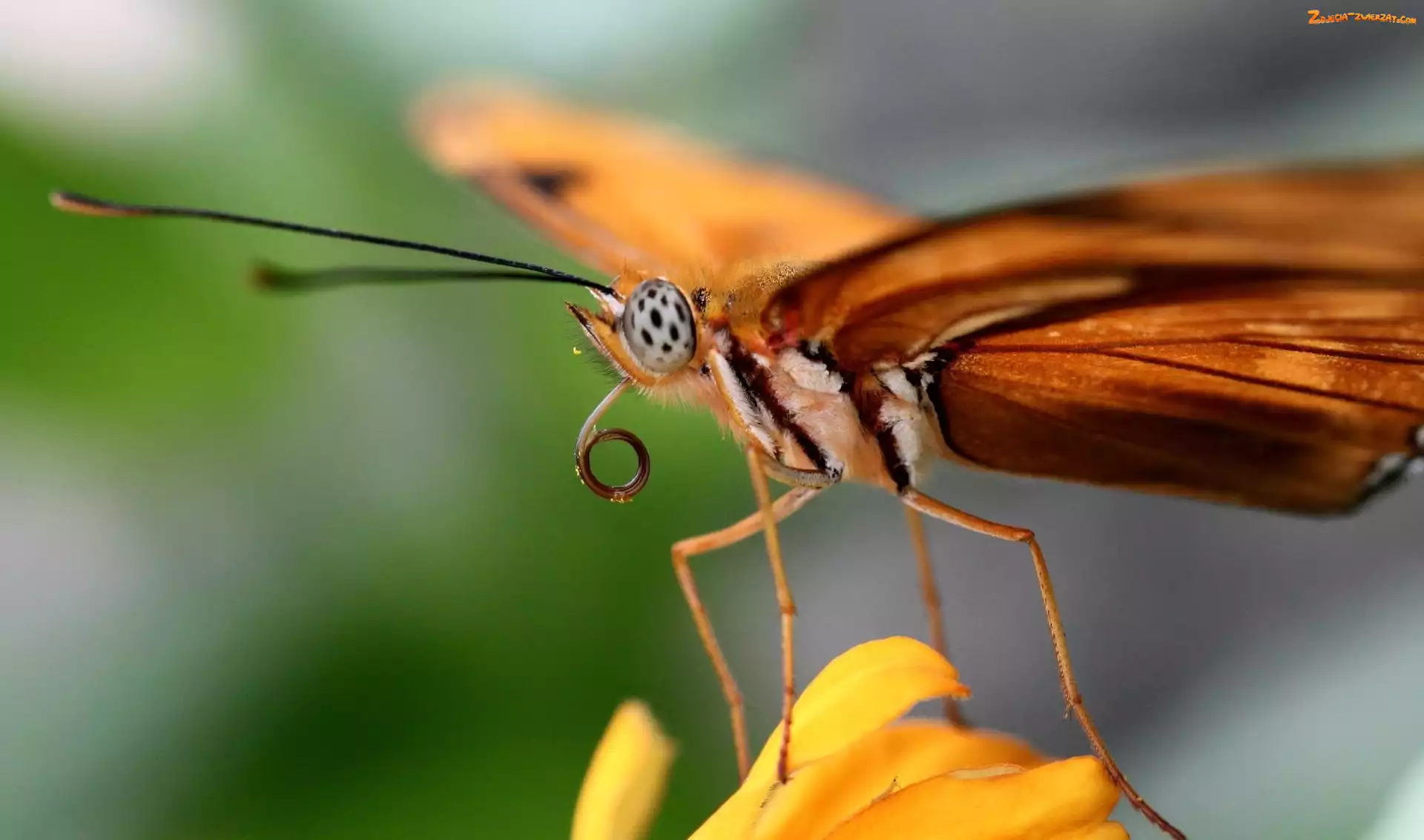 Motyl, Kwiat, Pomarańczowy, Żółty