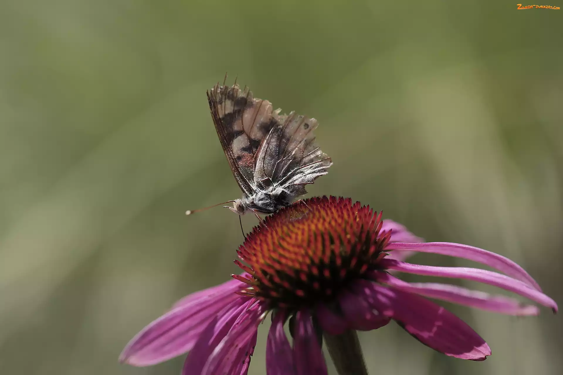 Motyl, Jeżówka, Postrzępiony, Kwiat