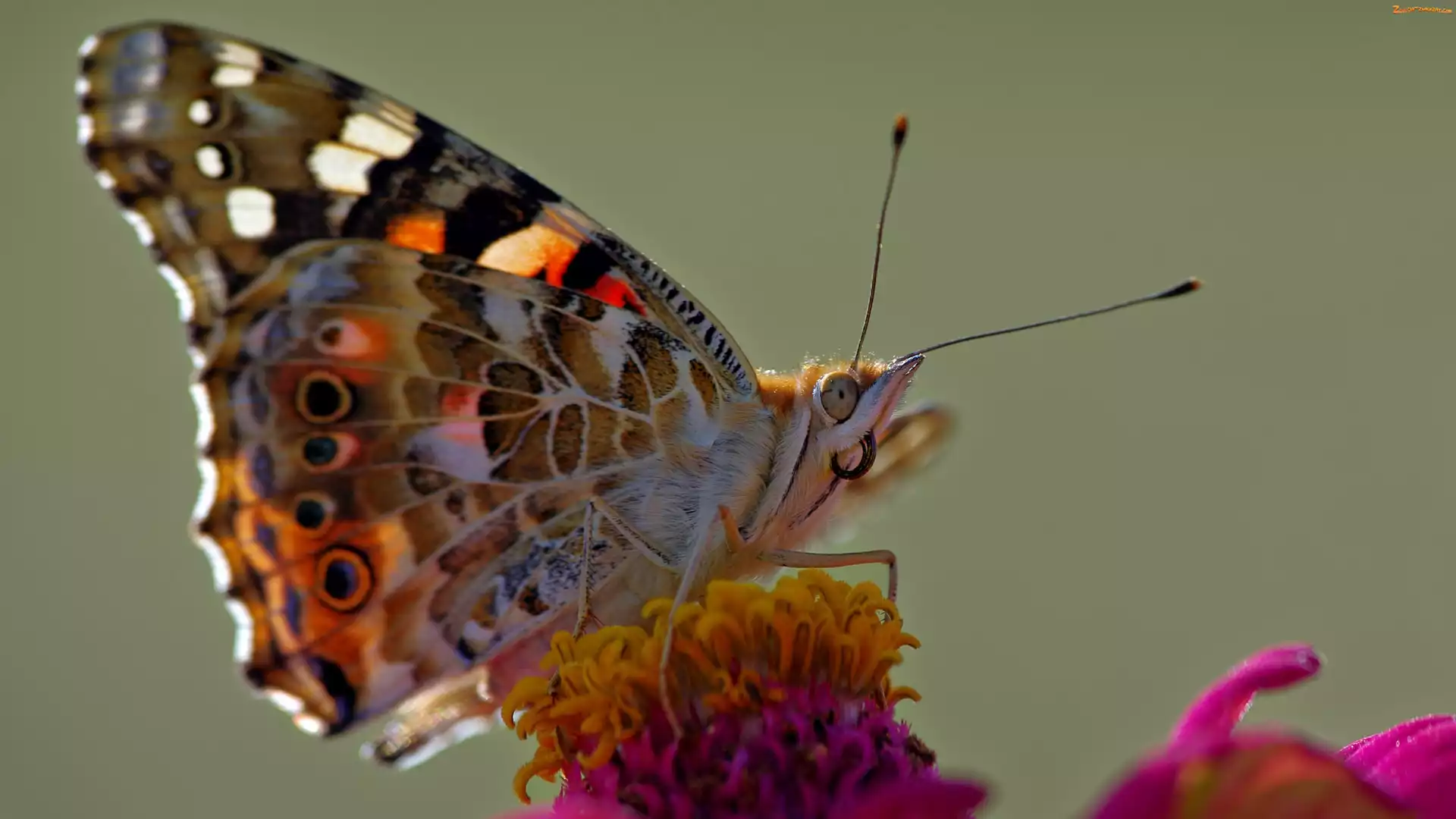 Rusałka, Pręciki, Motyl, Osetnik