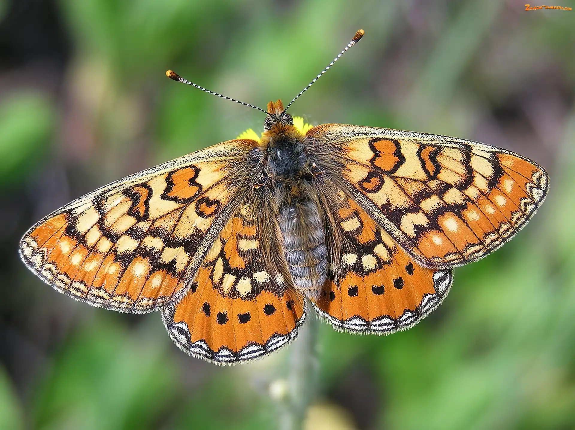 Przeplatka aurinia, Motyl