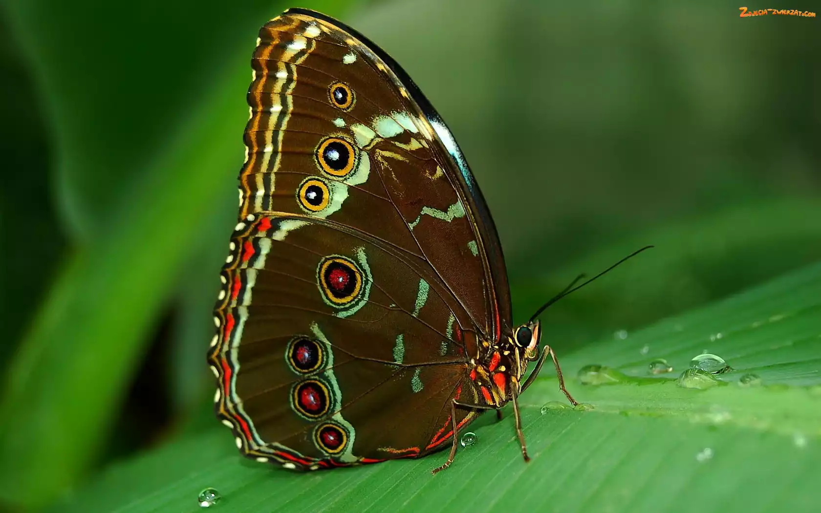 Rosa, Motyl, Liść