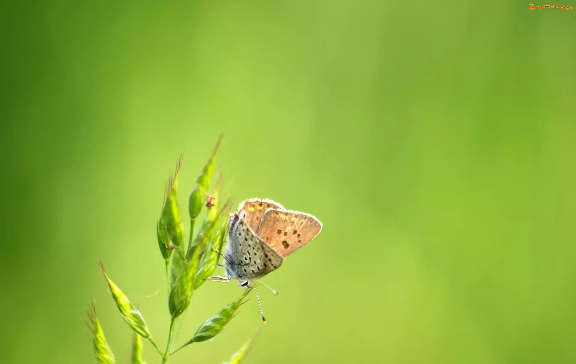 Motyl, Roślina