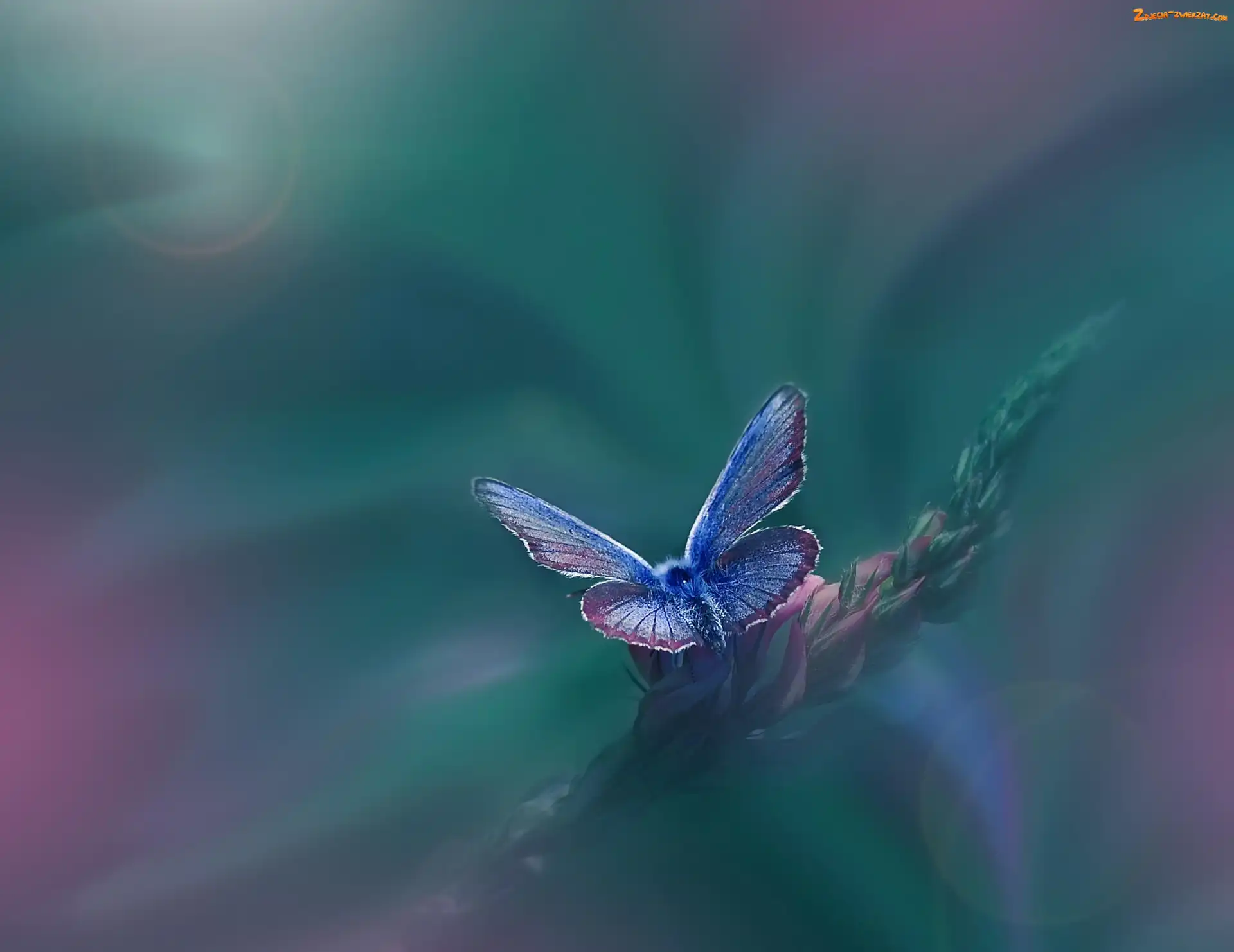 Motyl, Roślina