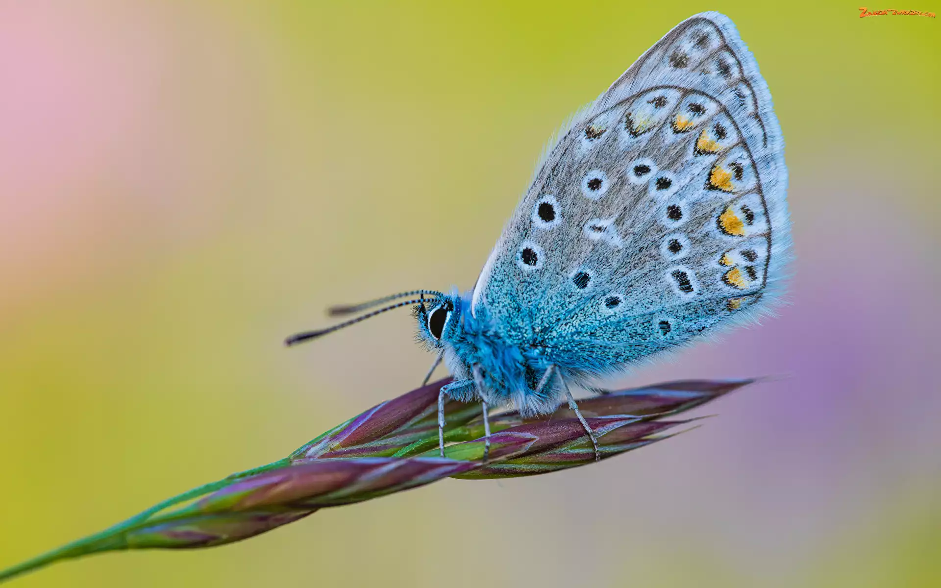 Owad, Motyl, Roślina, Modraszek ikar