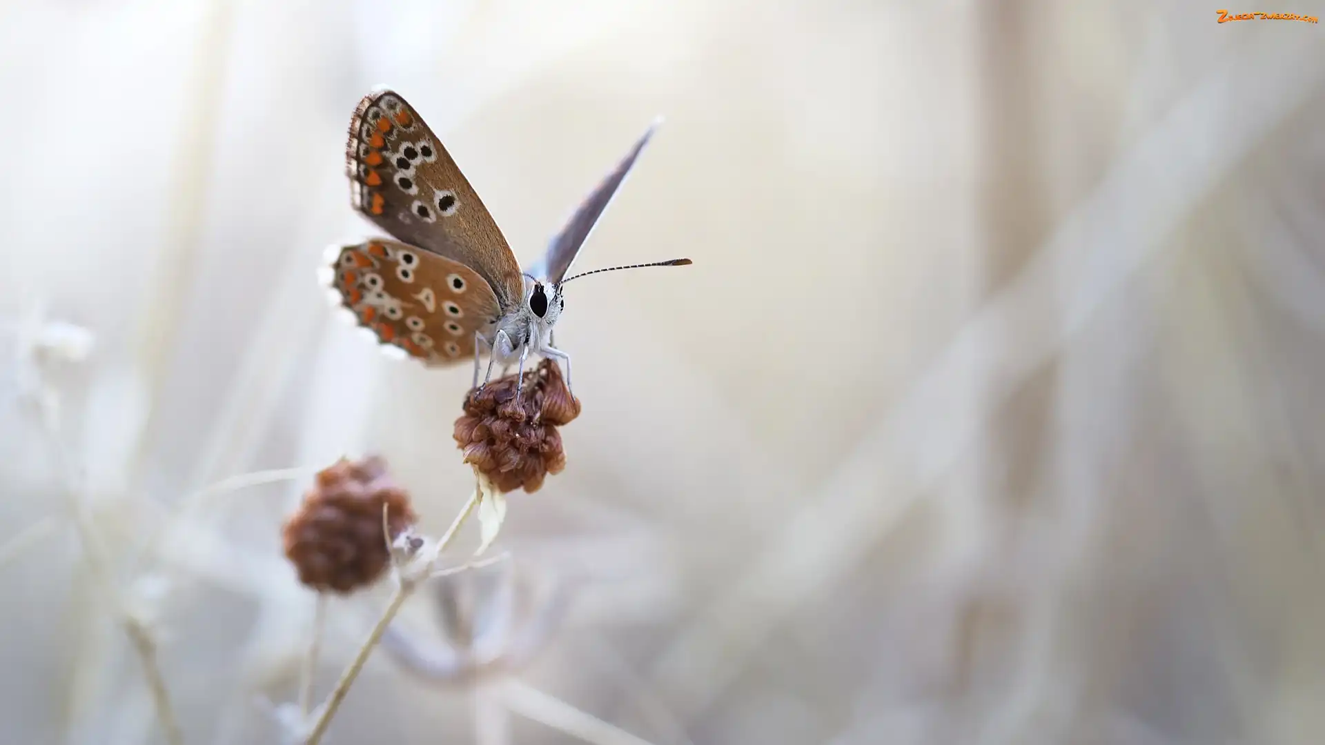 Roślina, Motyl, Tło, Rozmyte, Modraszek ikar, Macro