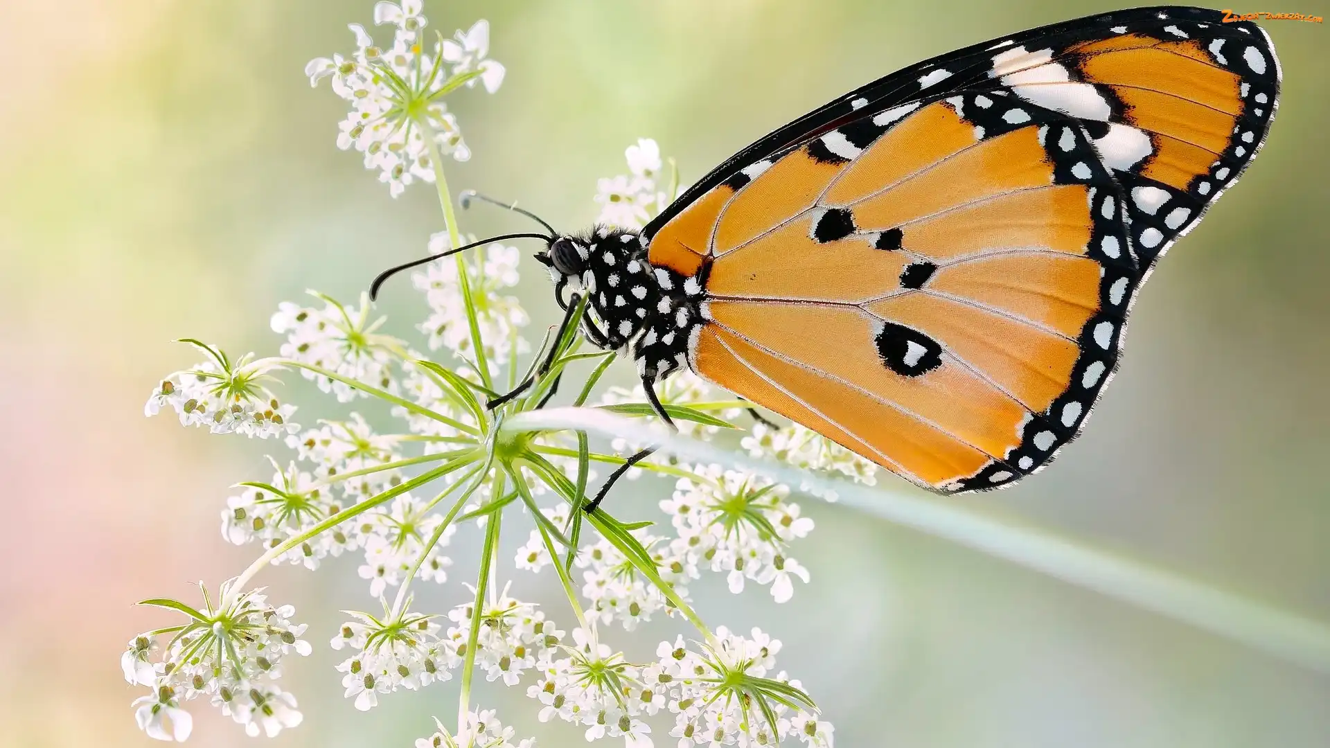 Makro, Motyl, Rozmycie, Dzika marchew, Monarcha złocisty, Roślina
