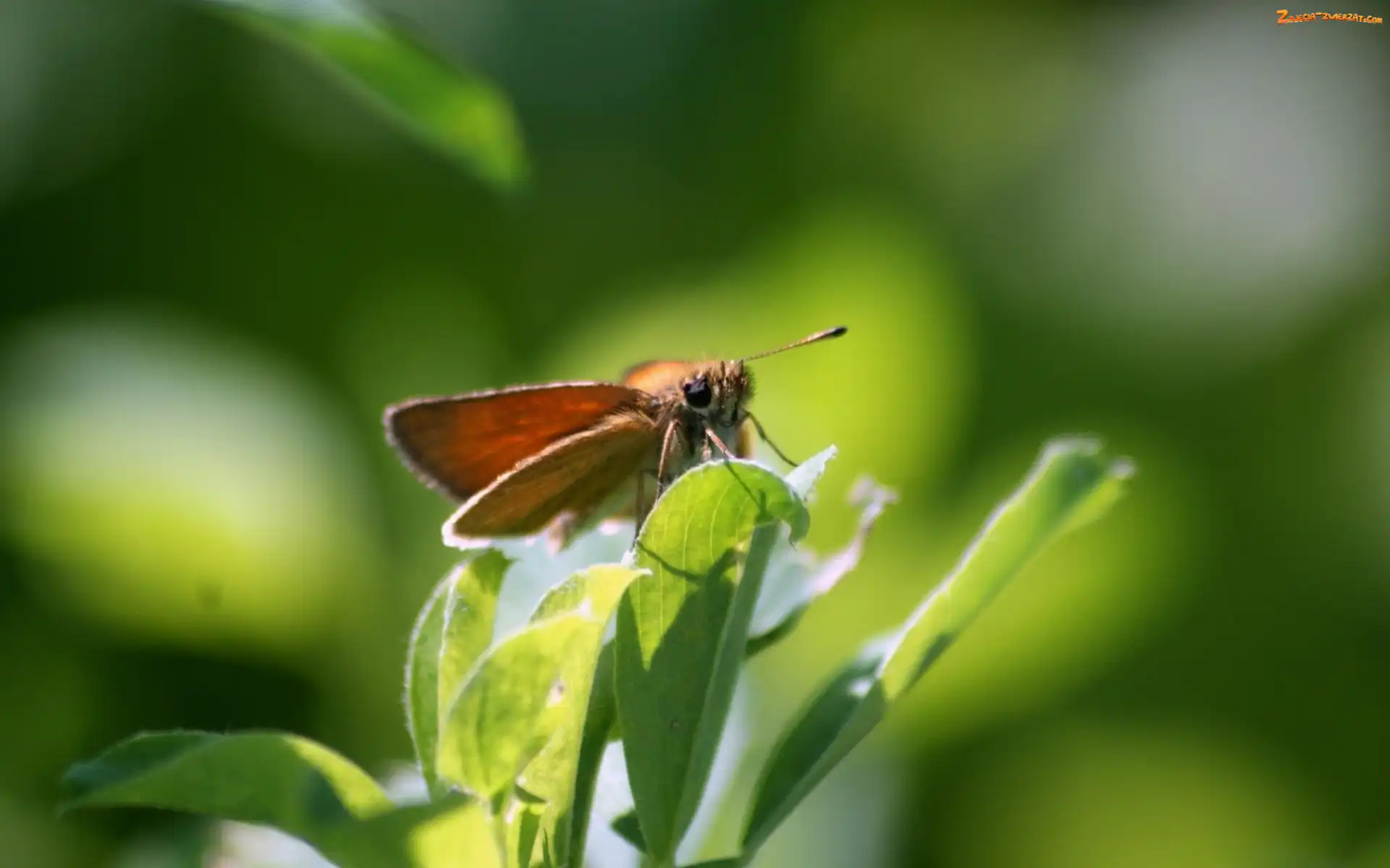Motyl, Rośliny