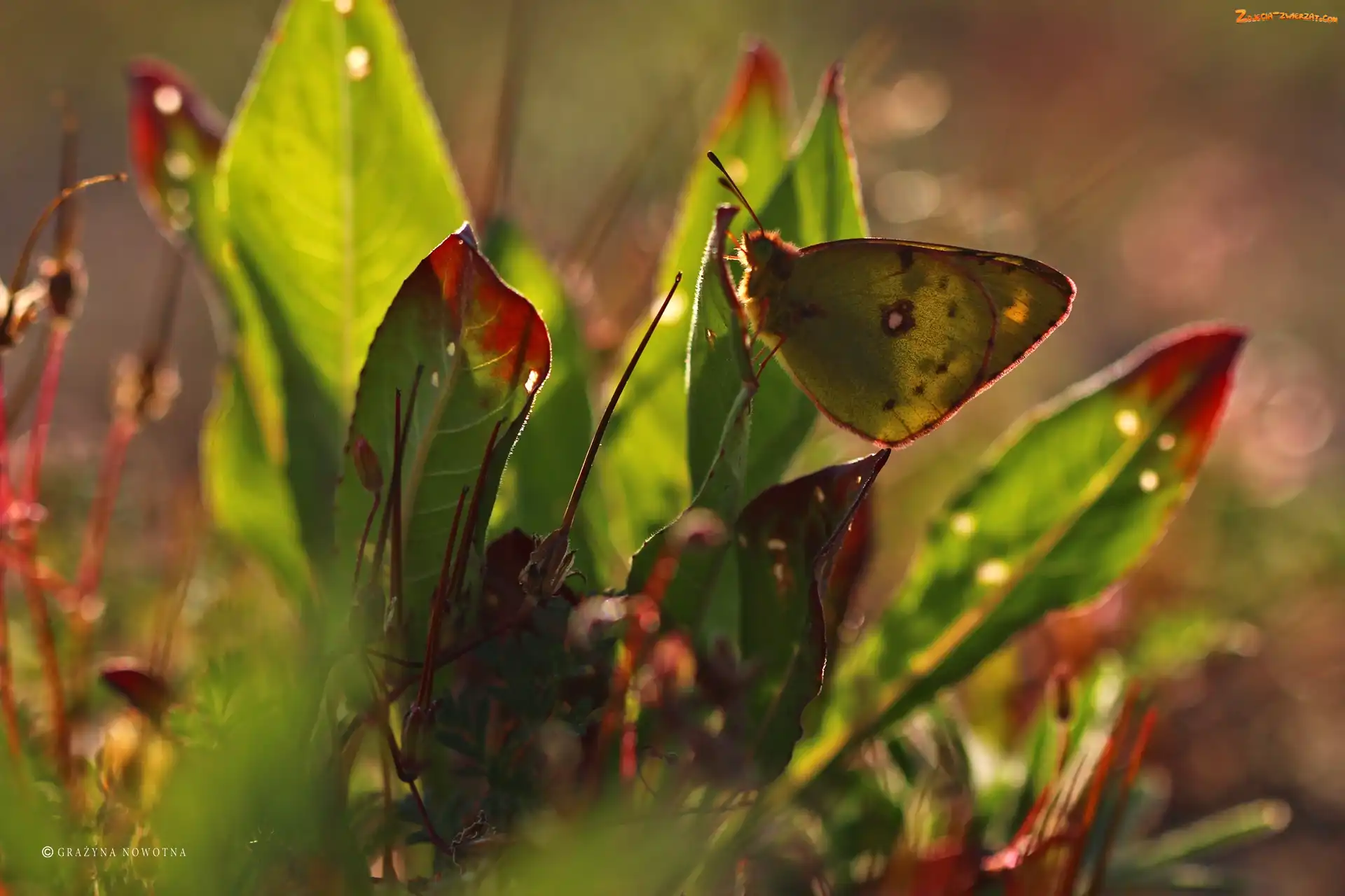 Motyl, Rośliny