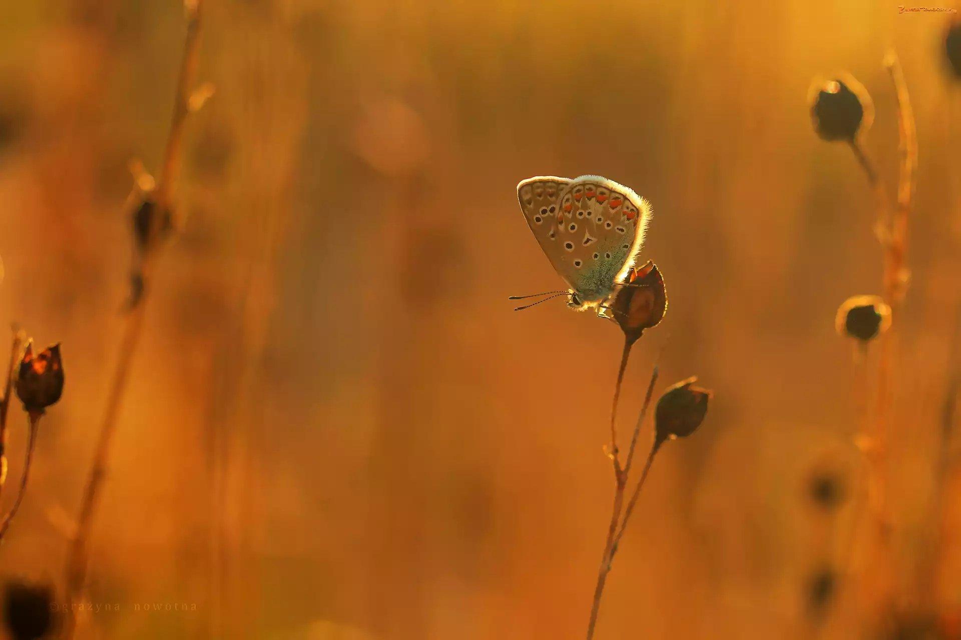 Rośliny, Motyl, Modraszek