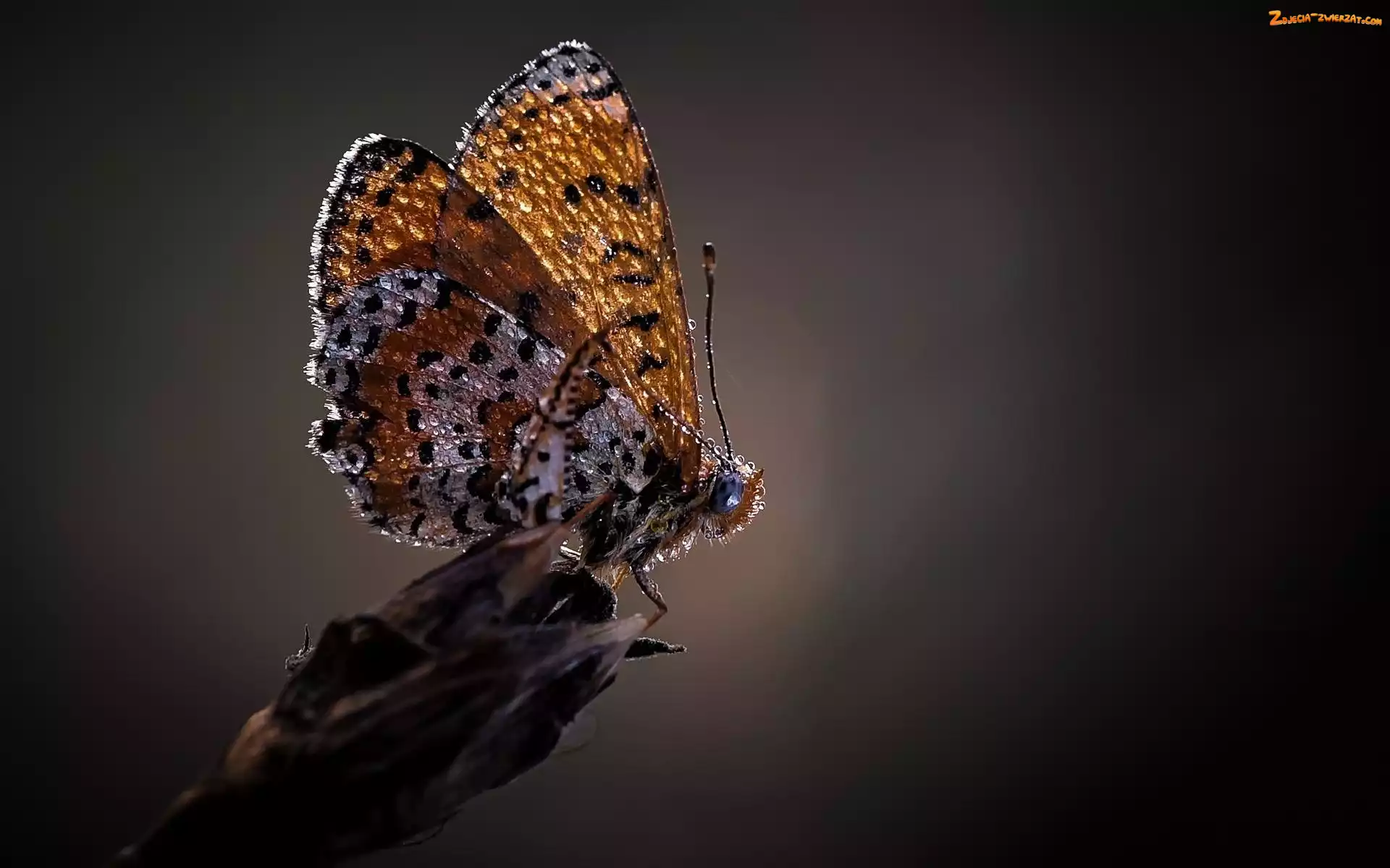 Rosy, Motyl, Krople