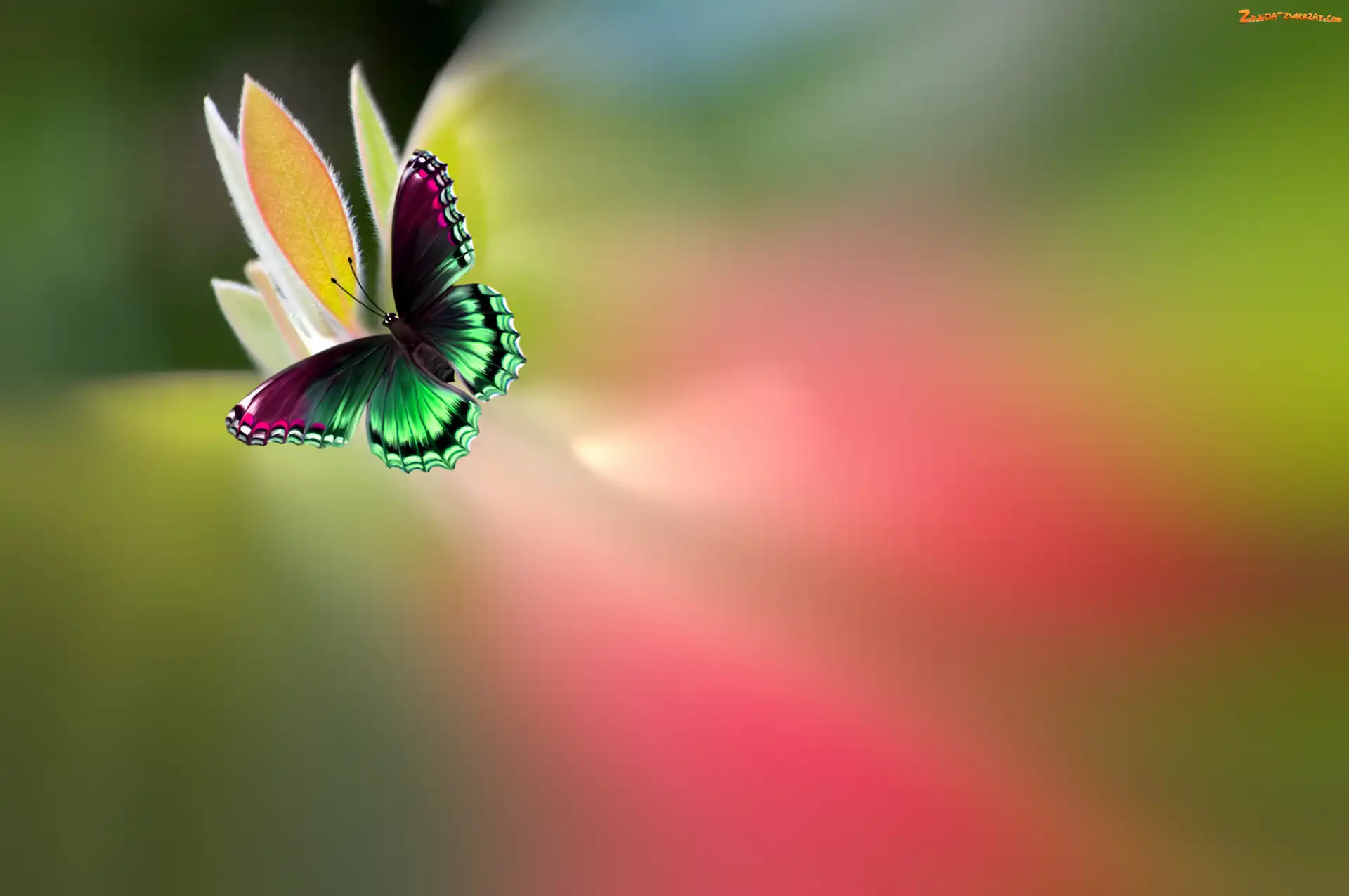 Rozmycie, Motyl, Kwiat