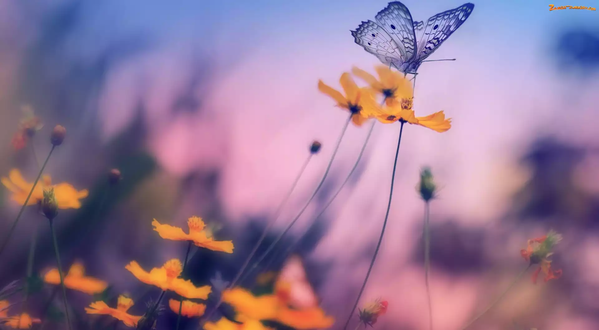 Rozmycie, Motyl, Kwiaty