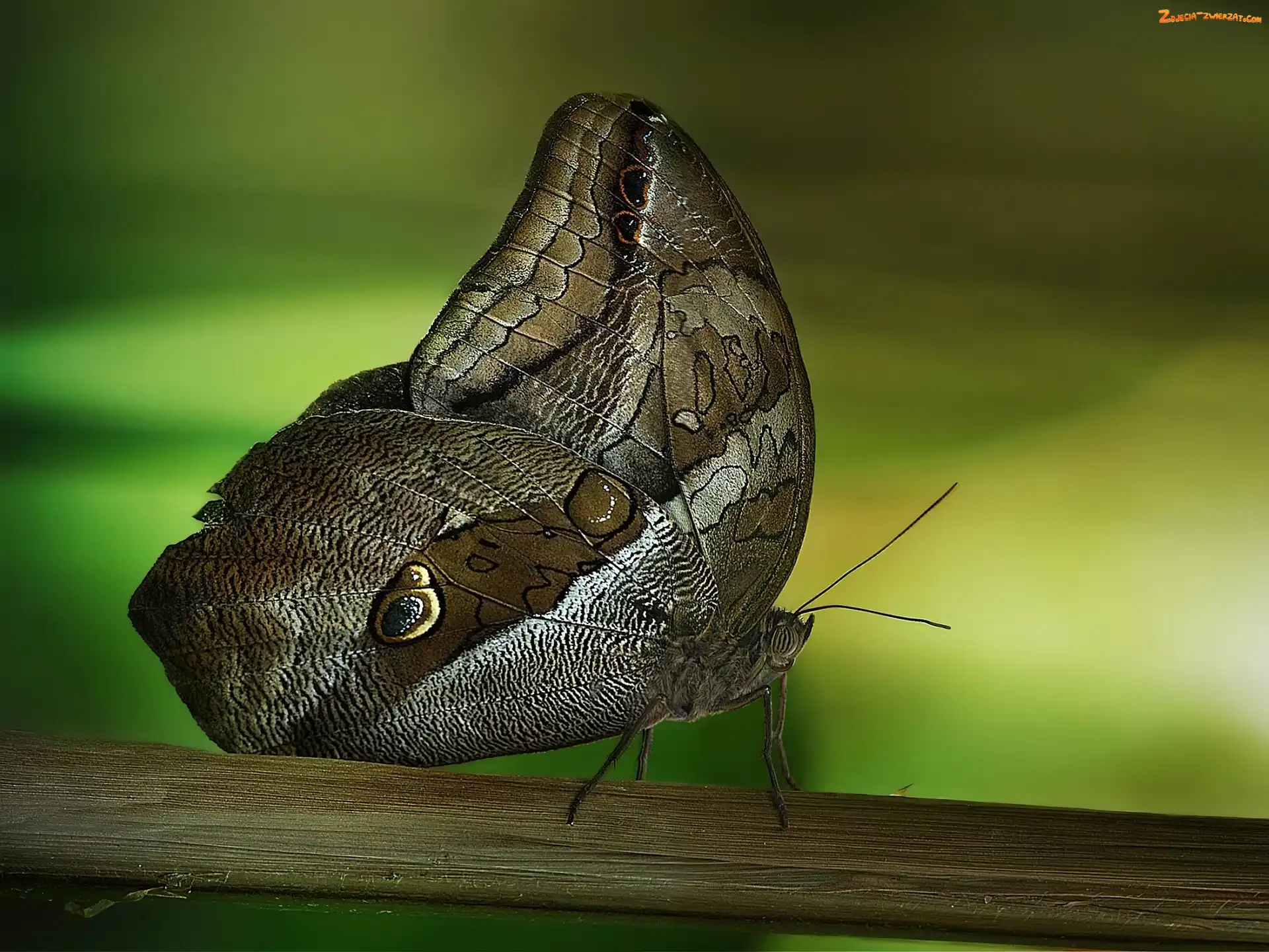 Rozmycie, Motyl