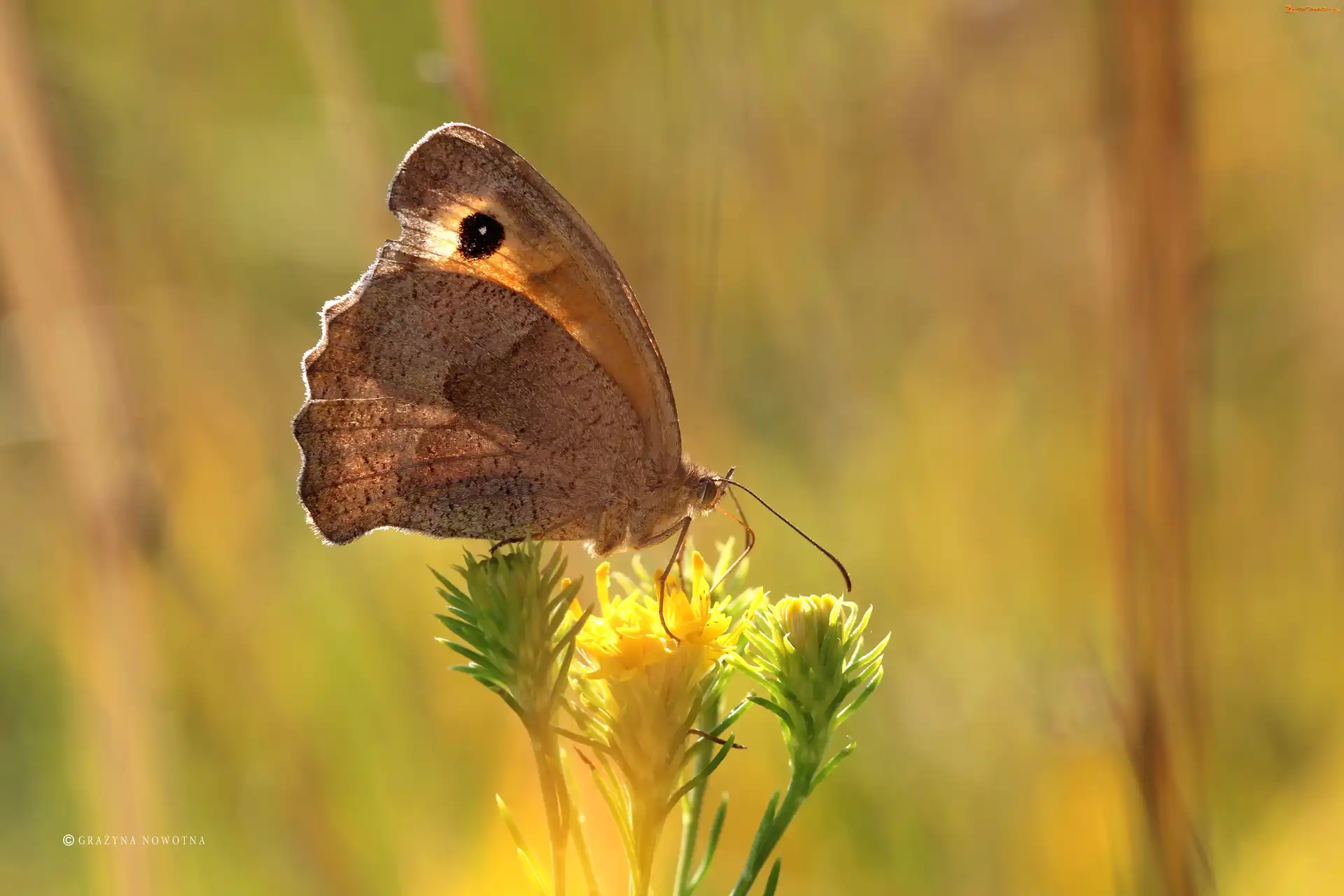 Motyl, Strzępotek Ruczajnik, Brązowy