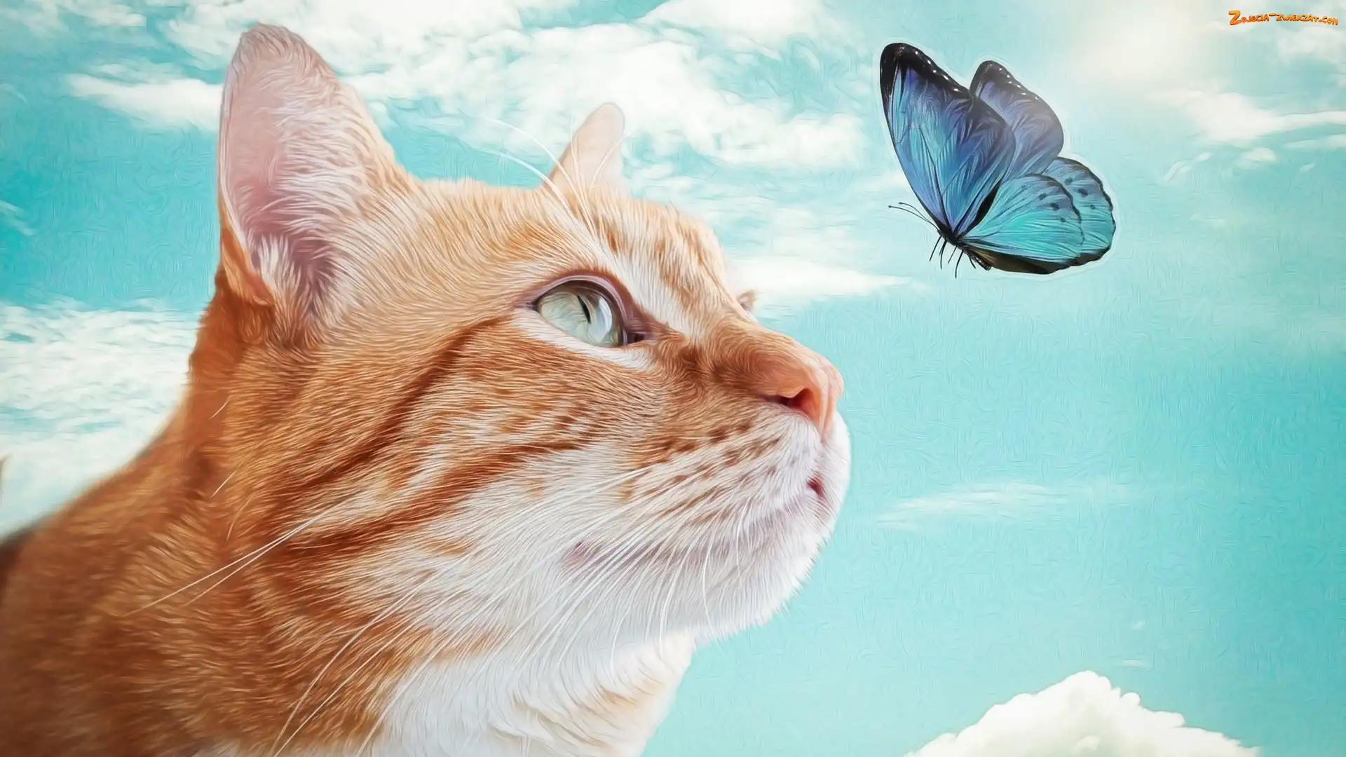 Rudy, Kot, Grafika, Motyl