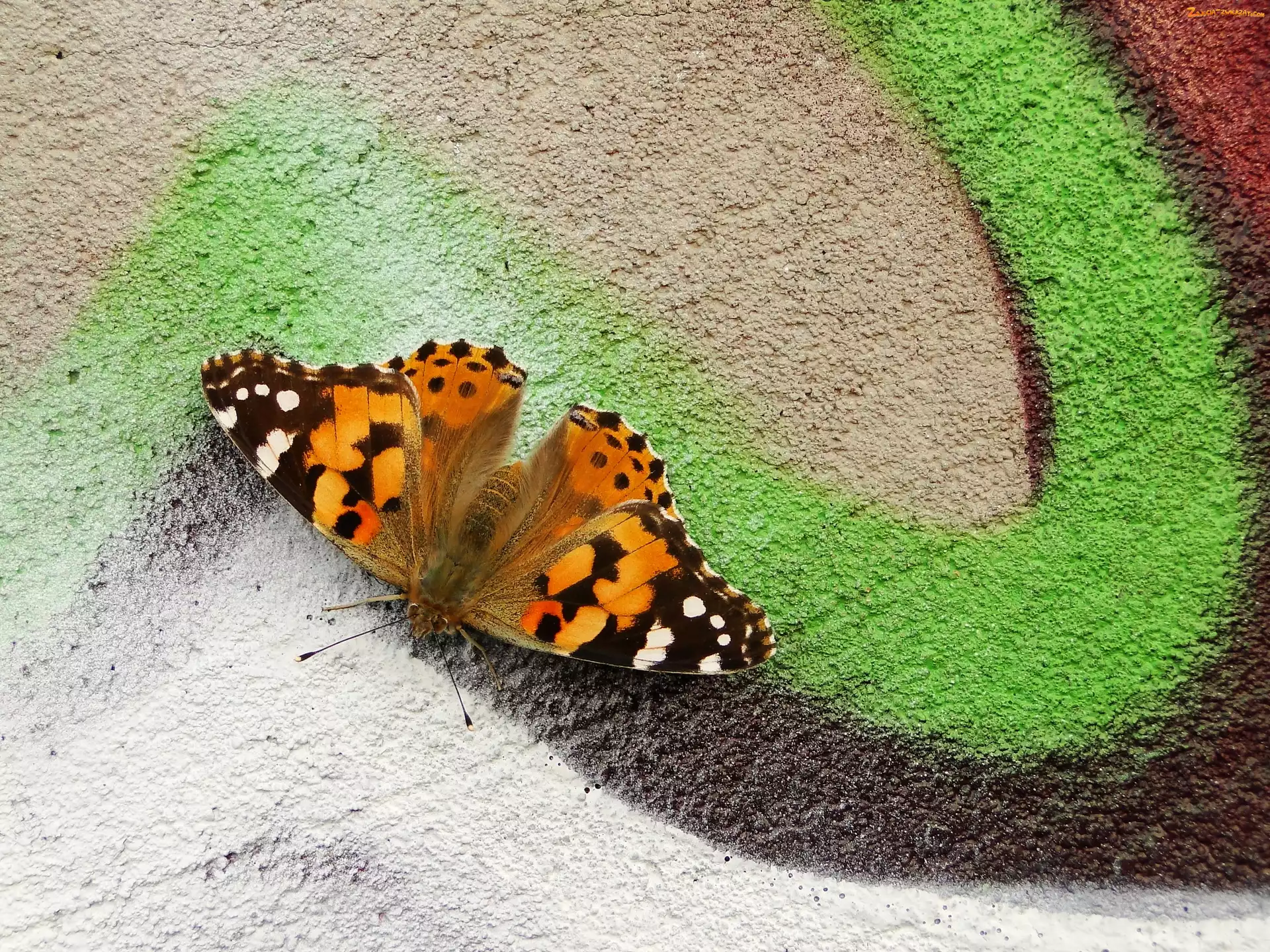 Motyl, Graffiti, Owad, Rusałka osetnik