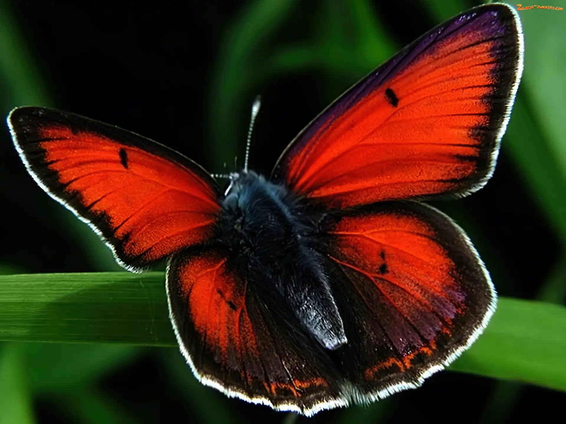 Motyl, Skrzydełka