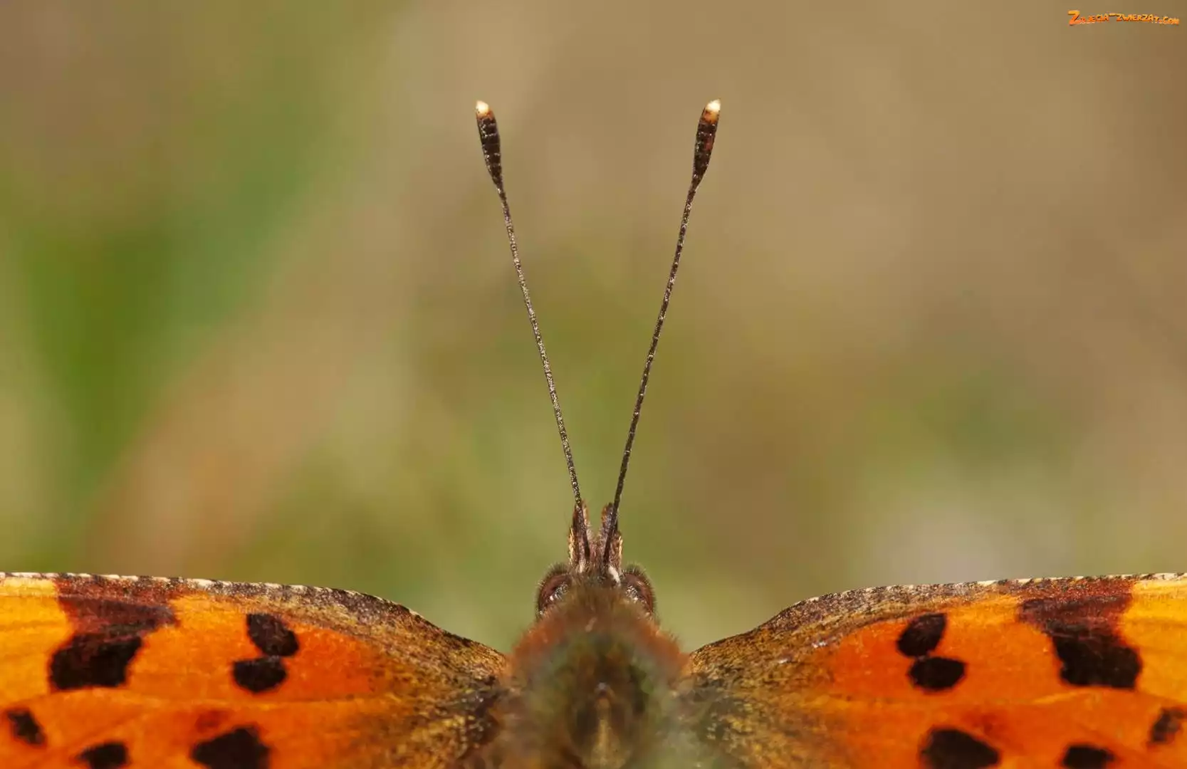 Skrzydełka, Motyl, Czułki
