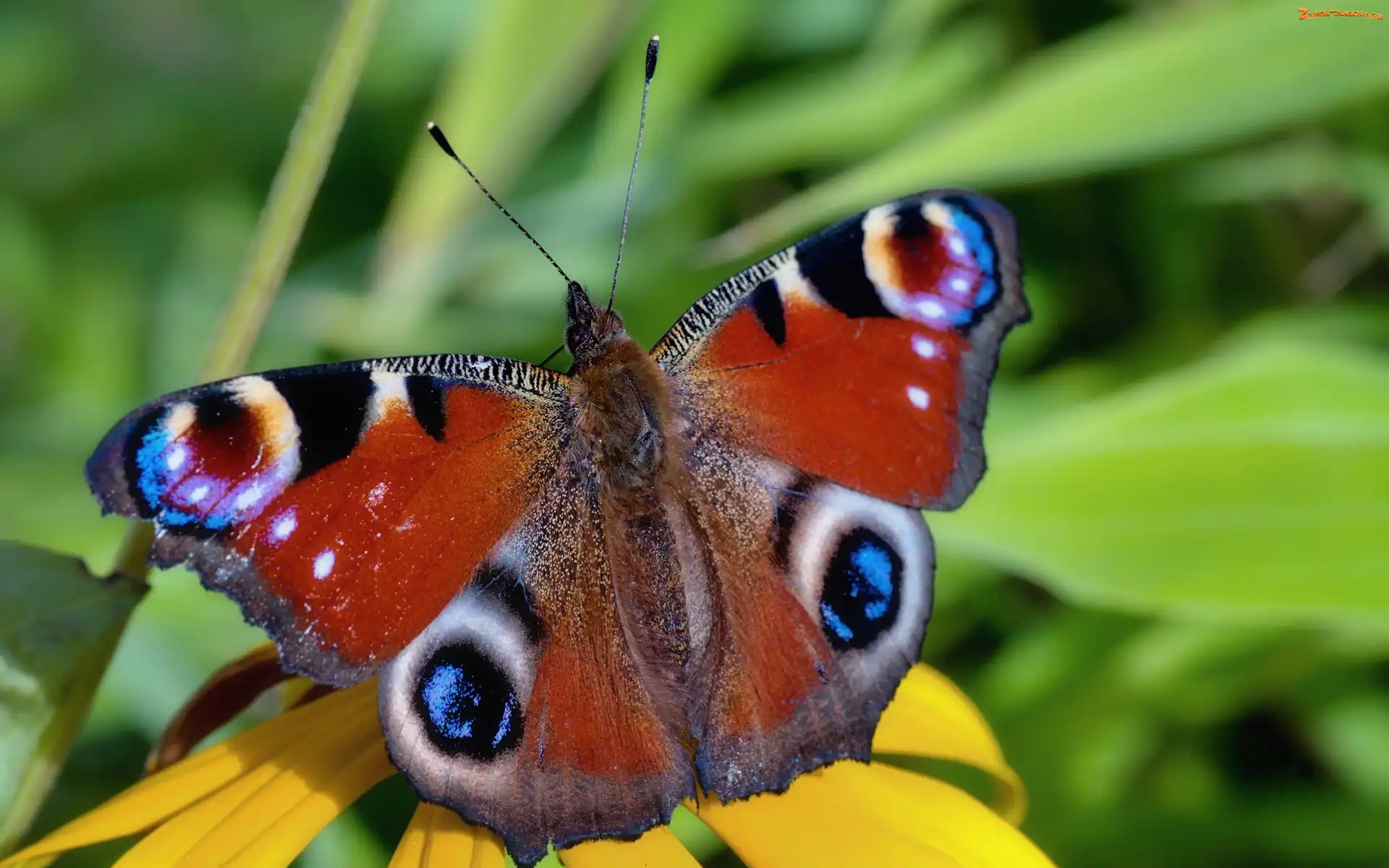 Rusałka pawik, Skrzydełka, Motyl, Rozłożone