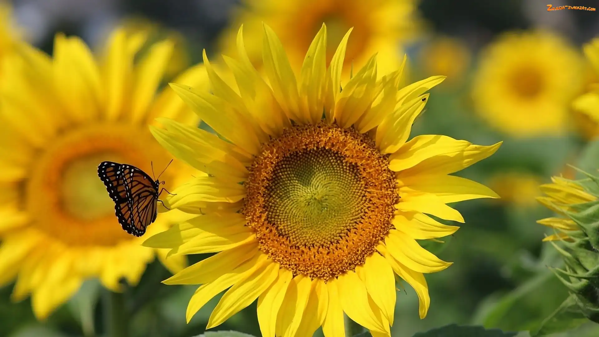 Motyl, Słonecznik