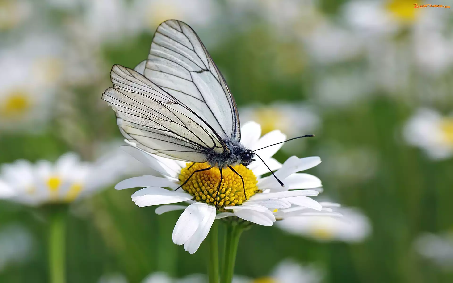 Stokrotka, Motyl, Motylek