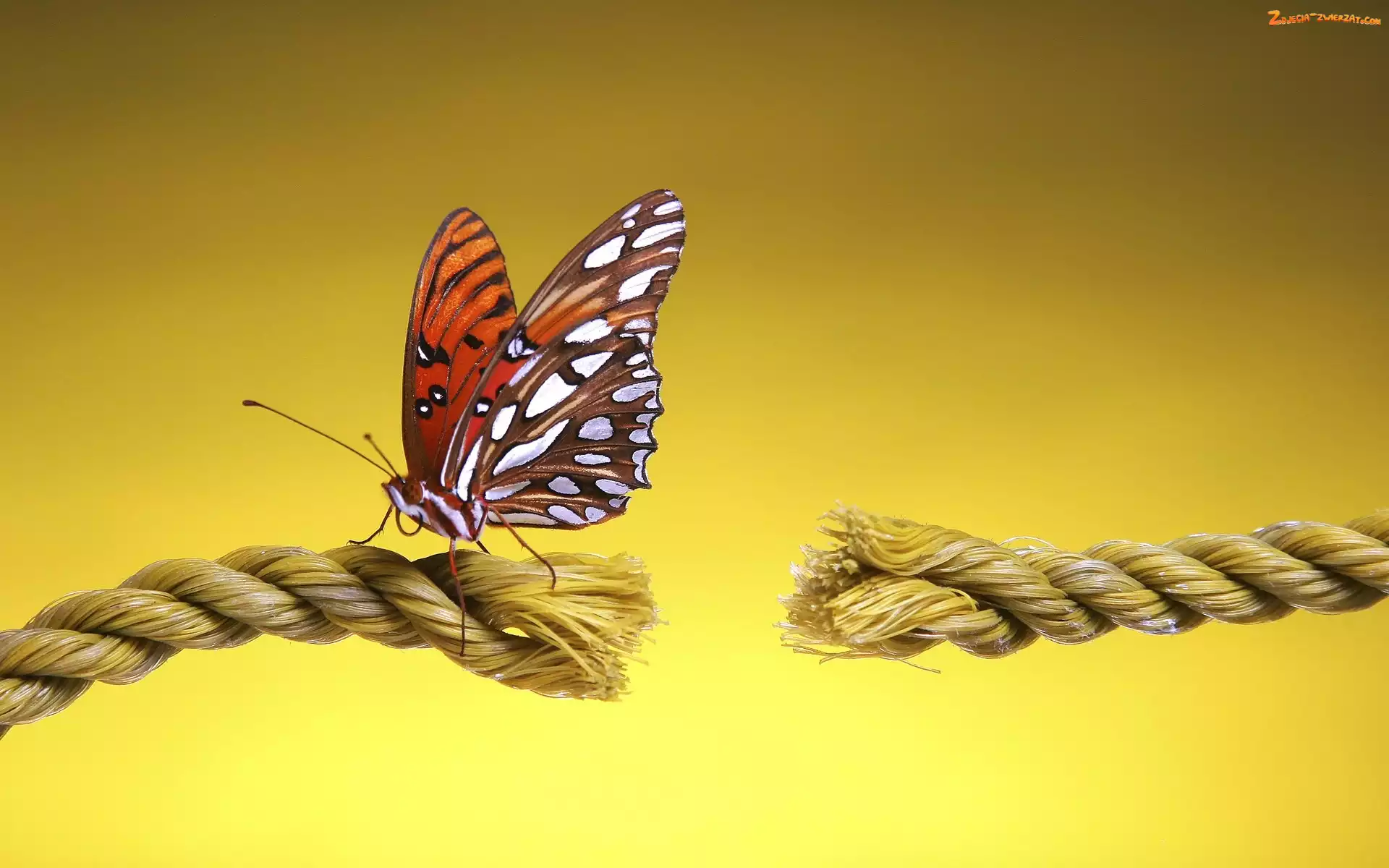 Sznur, Motyl, Zerwany