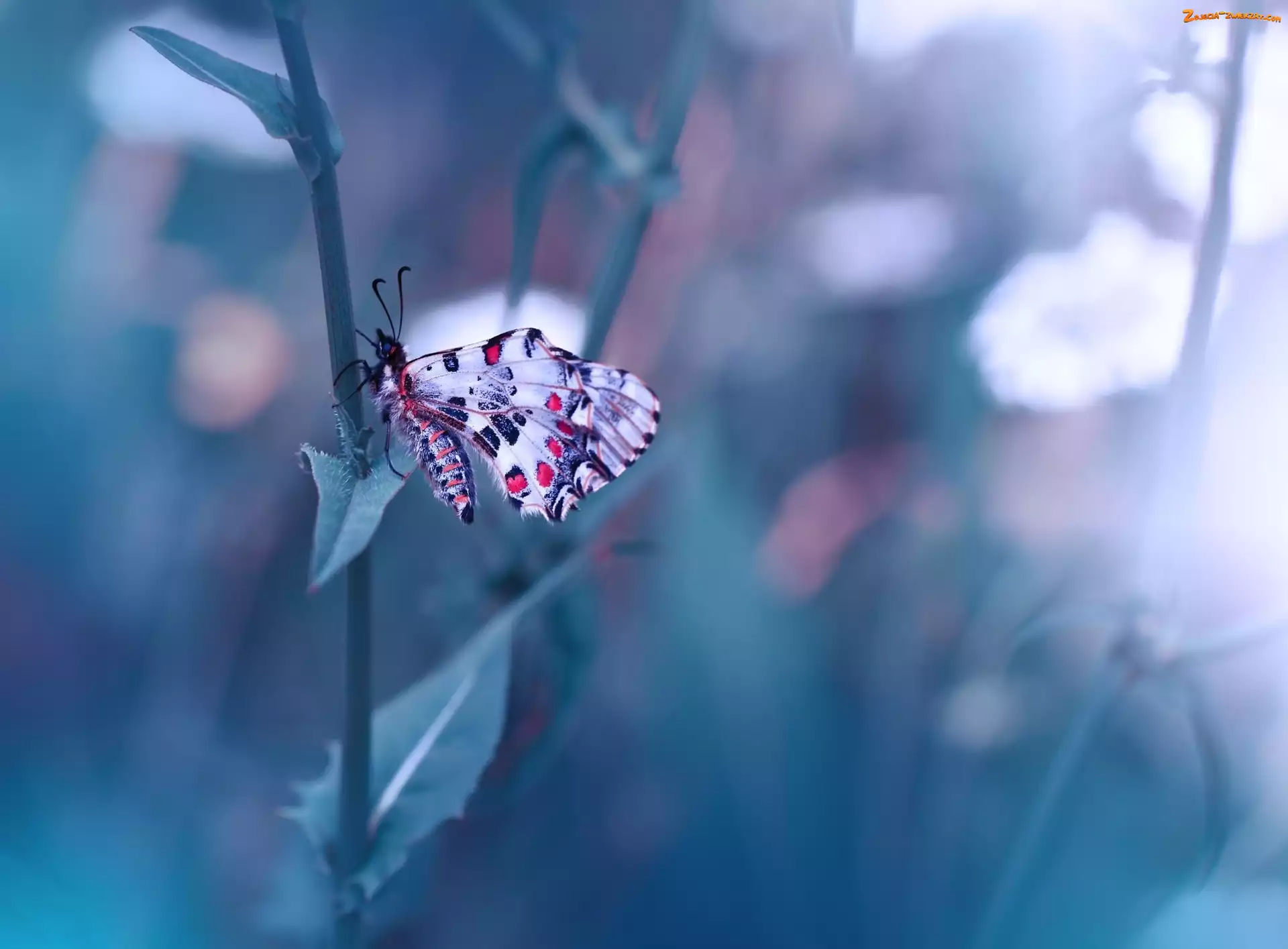 Łodyga, Tło, Motyl, Rozmyte