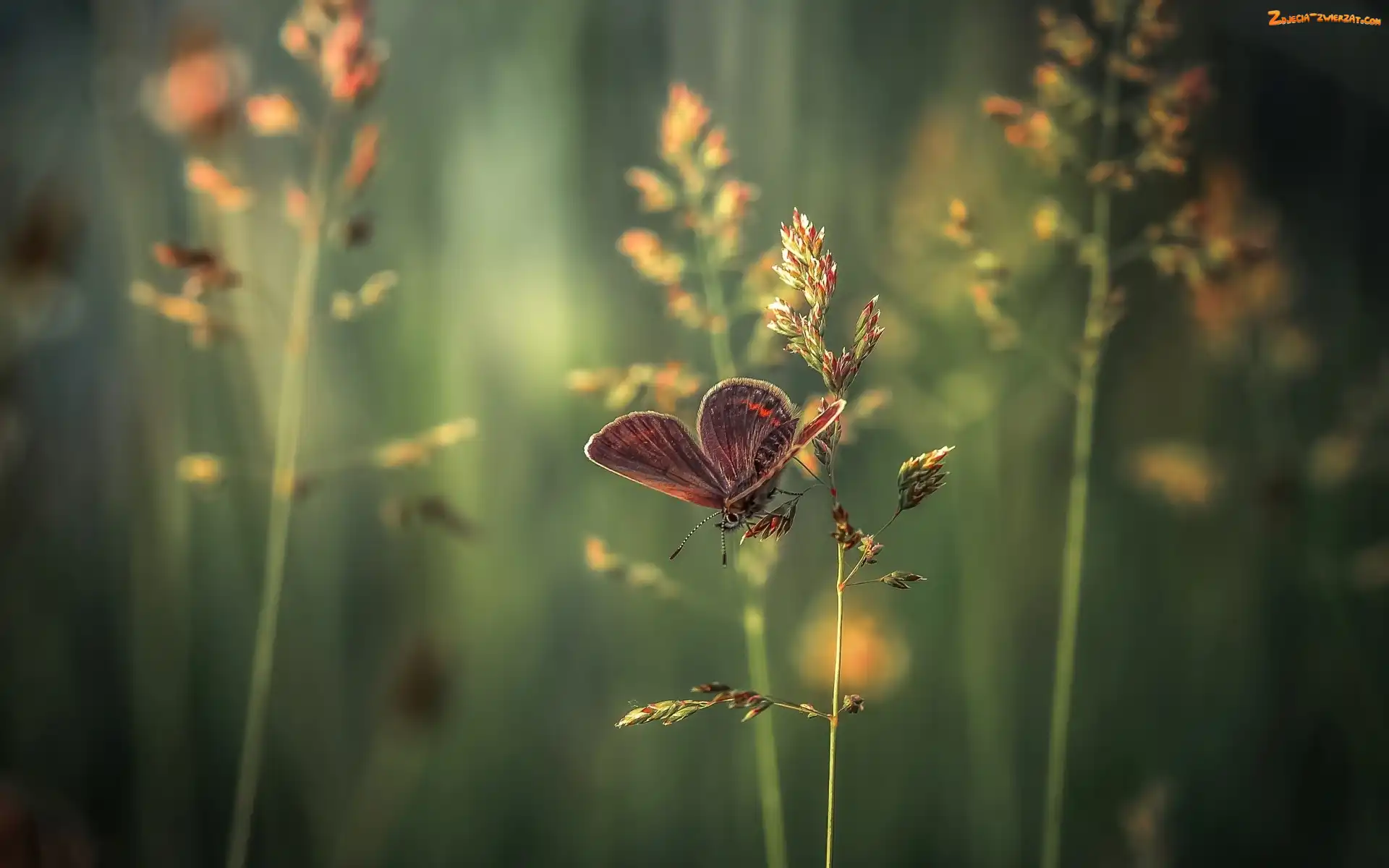 Motyl, Trawa