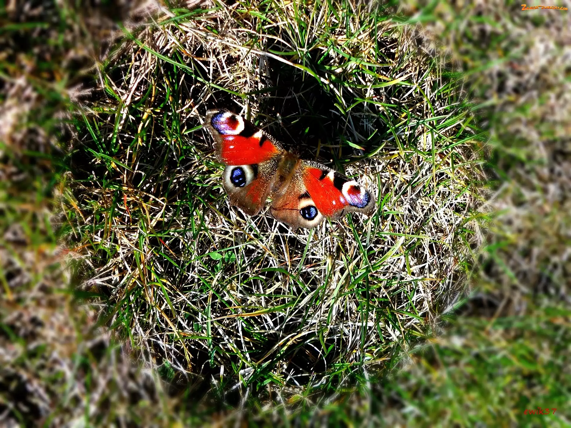 Trawa, Motyl