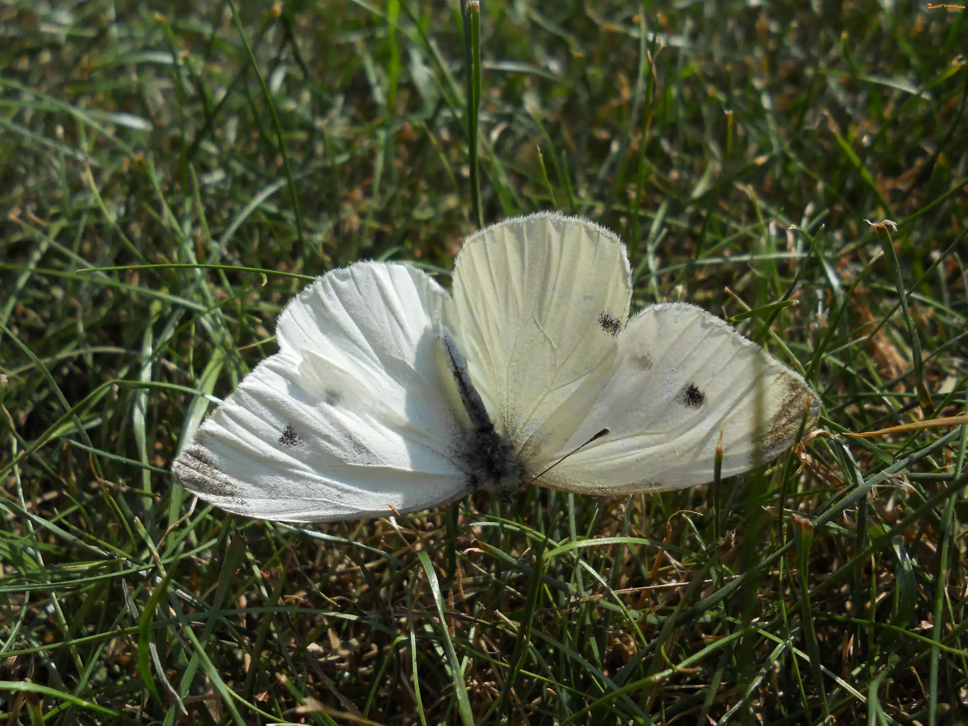 Trawa, Motyl, Bielinek