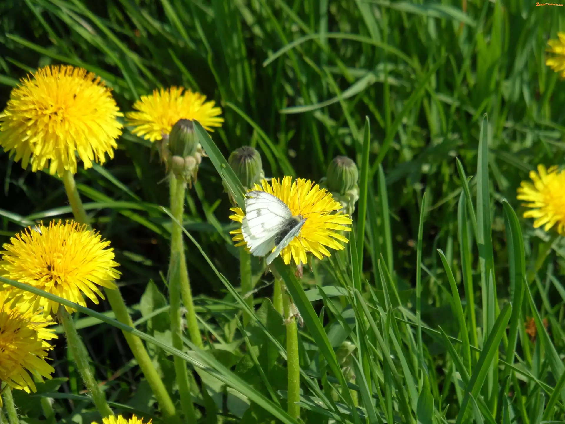 Trawa, Motyl, Mlecz
