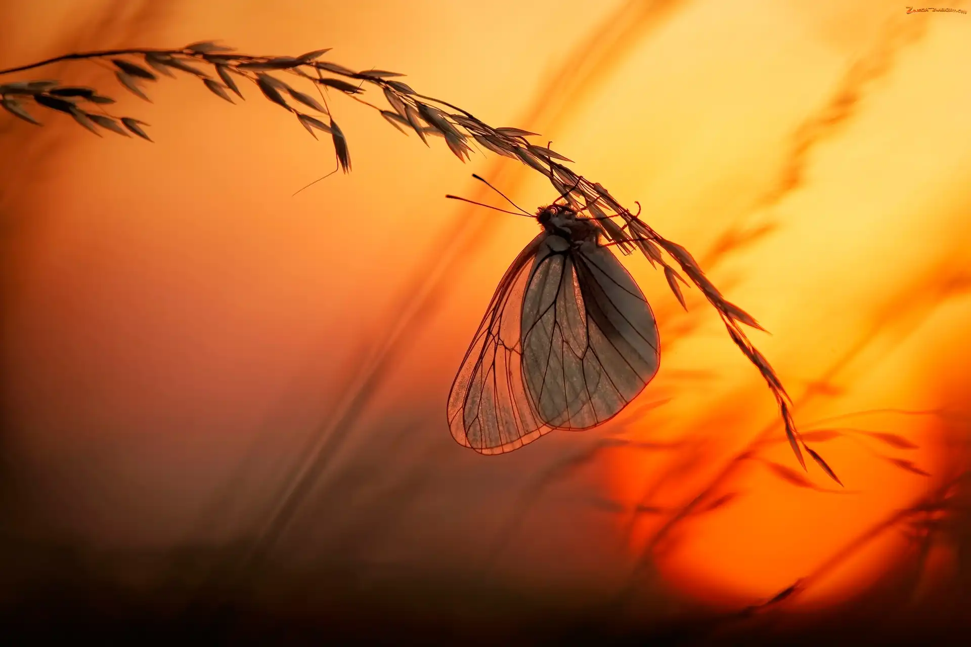 Trawa, Motyl, Motylek