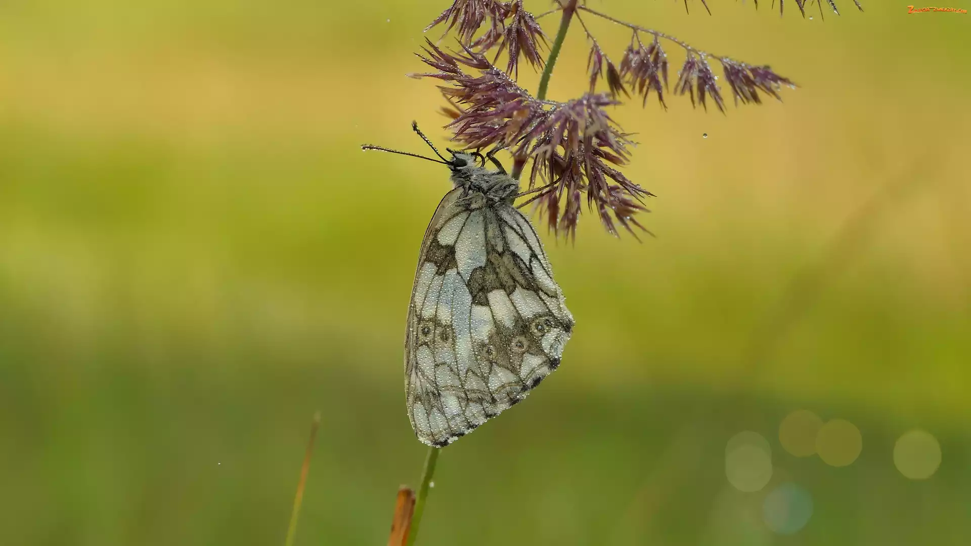 Trawa, Polowiec szachownica, Motyl