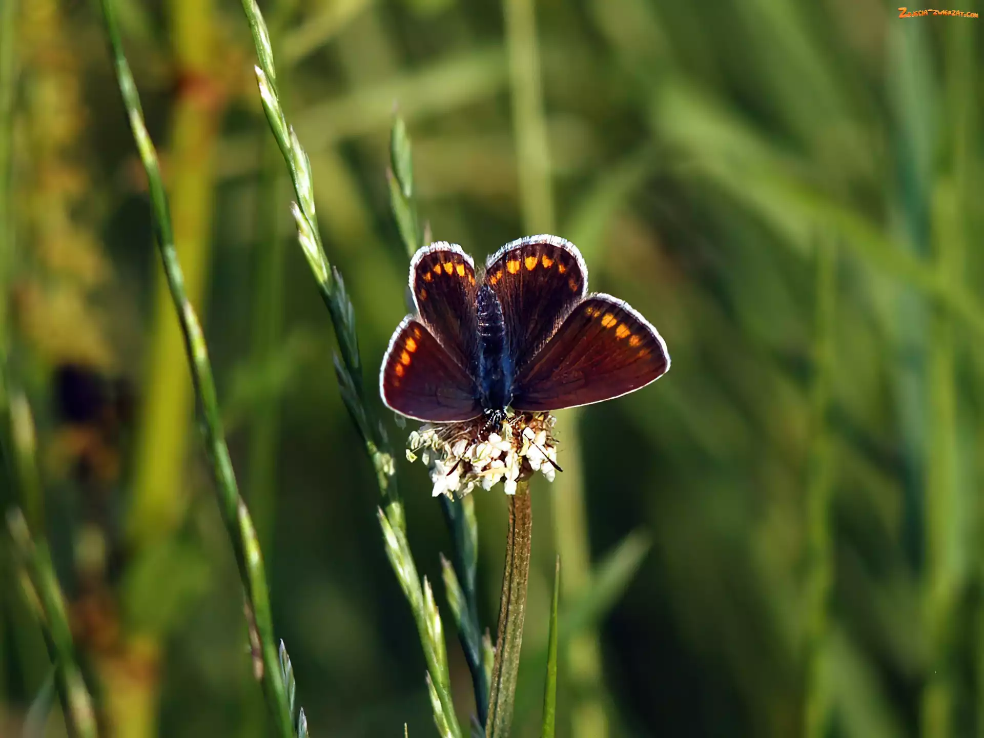Trawa, Motyl