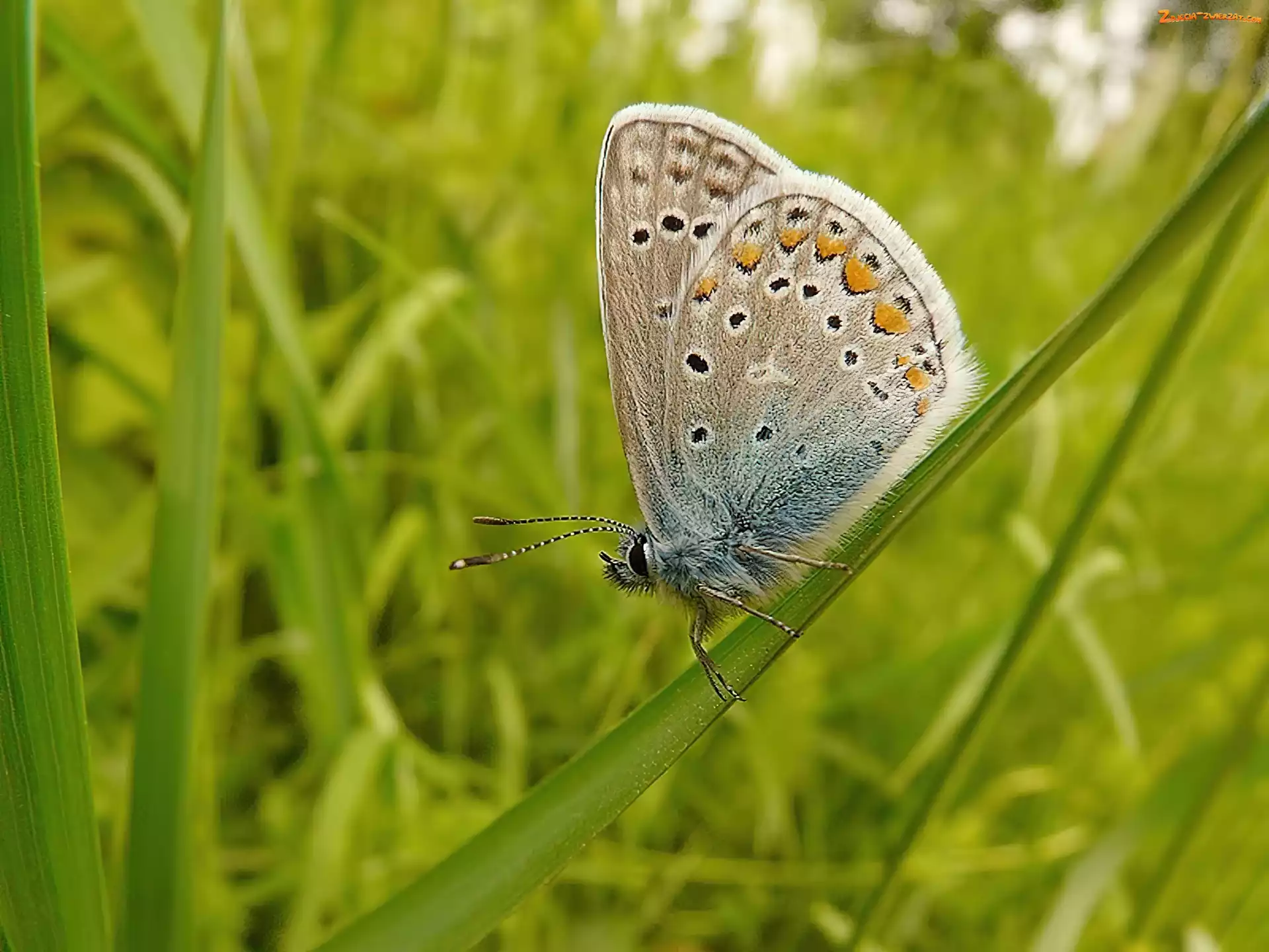 Trawy, Motyl, Źdźbło
