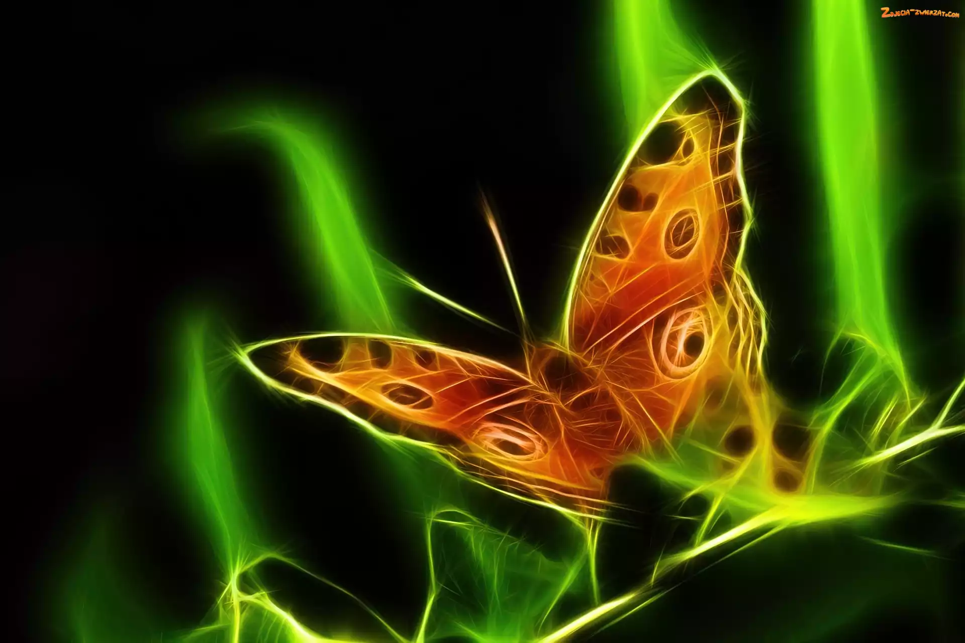 Wektorowa, Motyl, Grafika