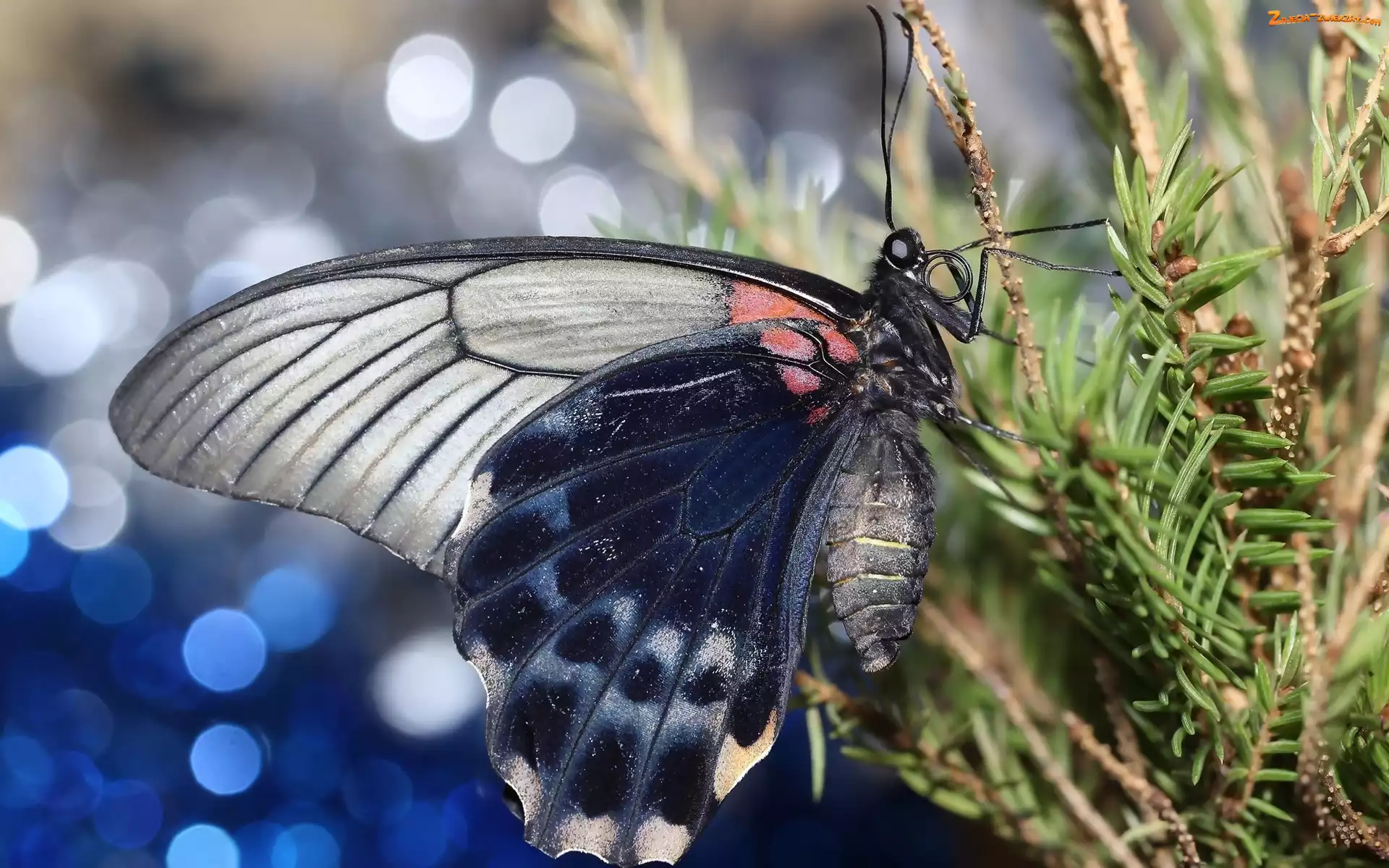Świerk, Motyl, Gałązki