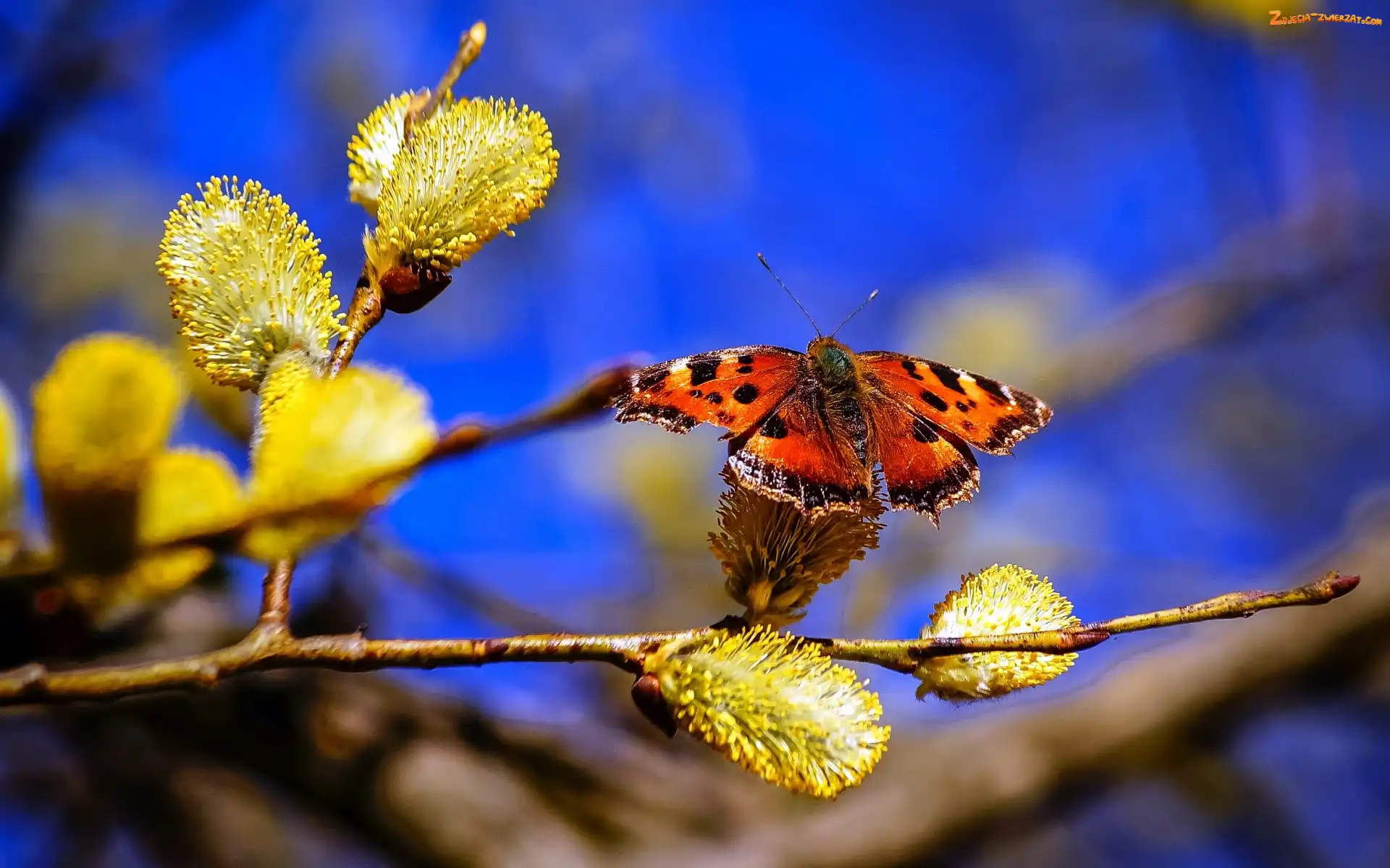 Motyl, Piękny, Gałąź, Wierzba, Bazie
