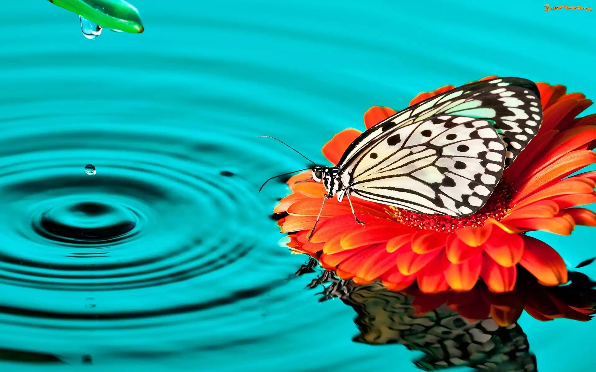 Gerbera, Kwiat, Motyl, Woda, Polowiec szachownica