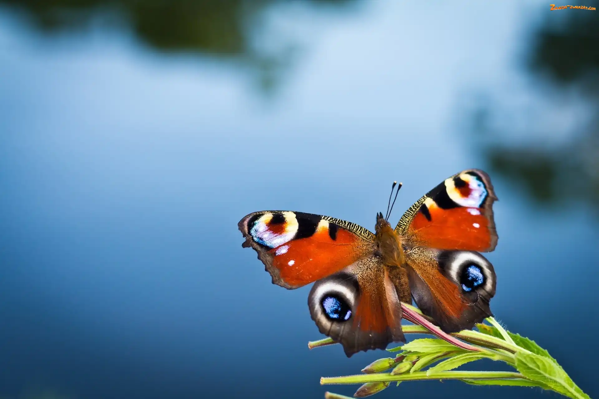 Woda, Motyl, Roślinka