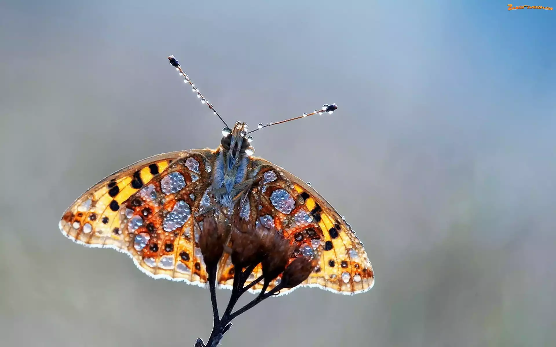 Wody, Motyl, Kropelki