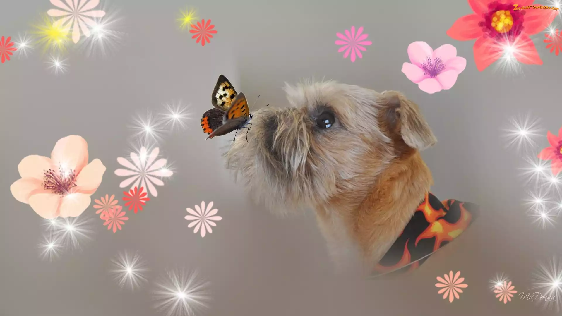 Motyl, Art, York, Grafika