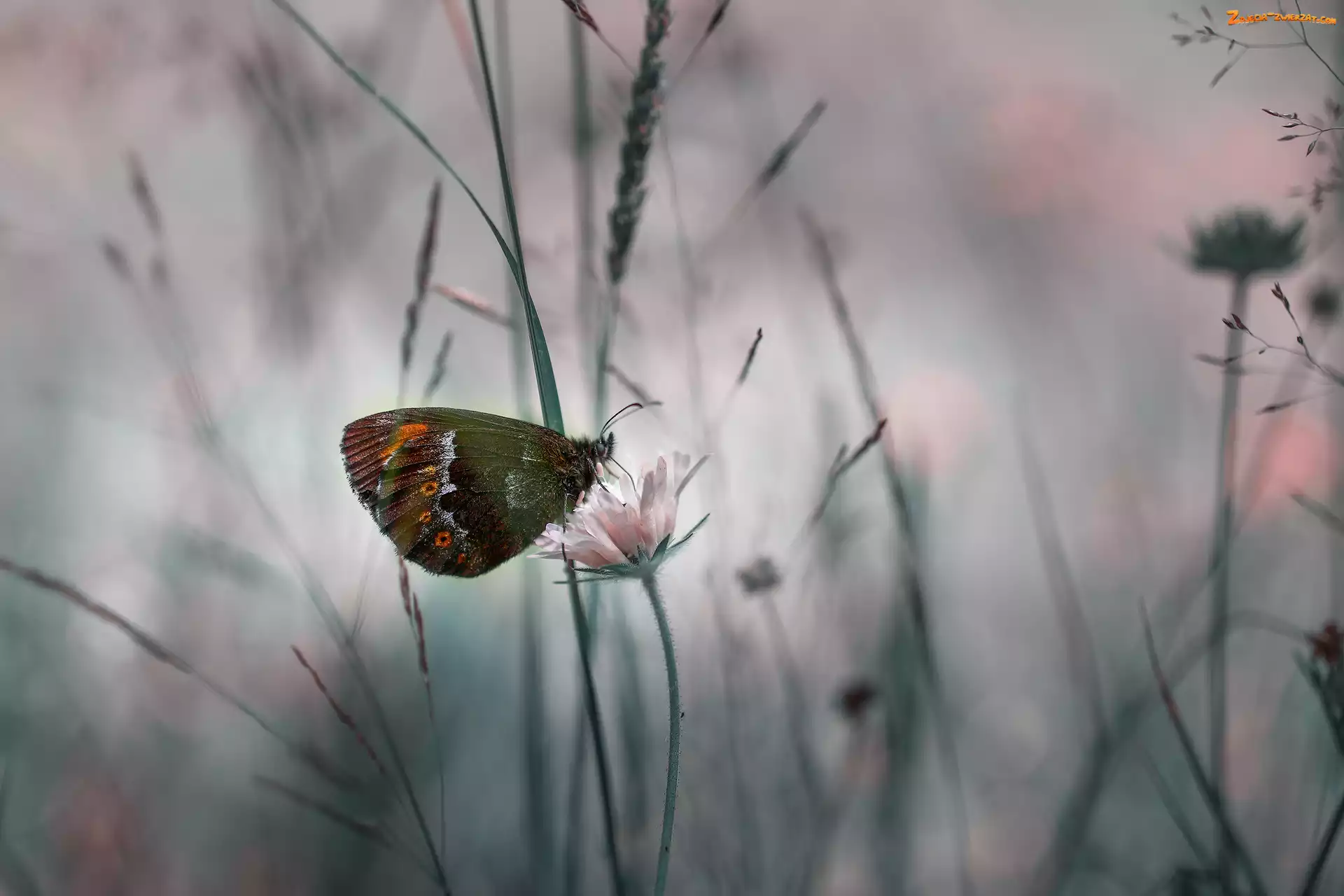 Zbliżenie, Motyl, Kwiat