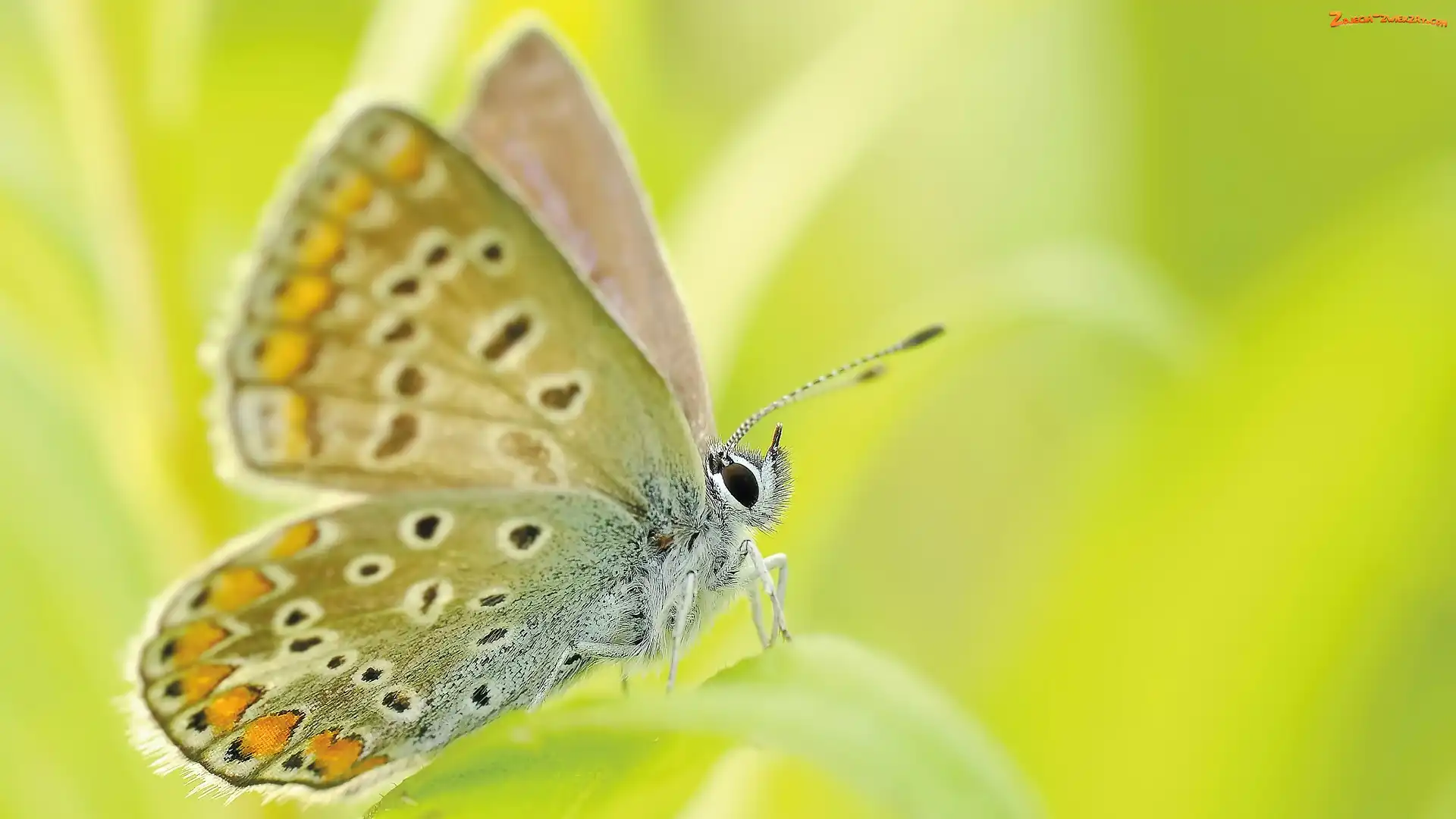 Zbliżenie, Motyl, Skrzydła