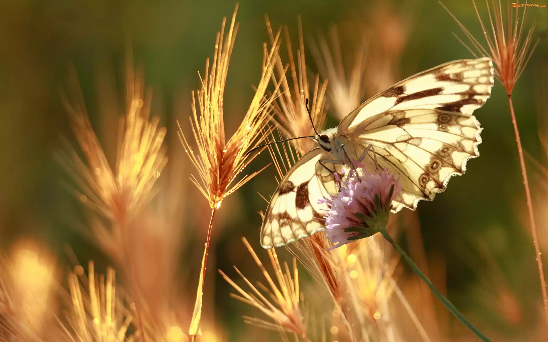 Zboża, Motyl, Kłosy