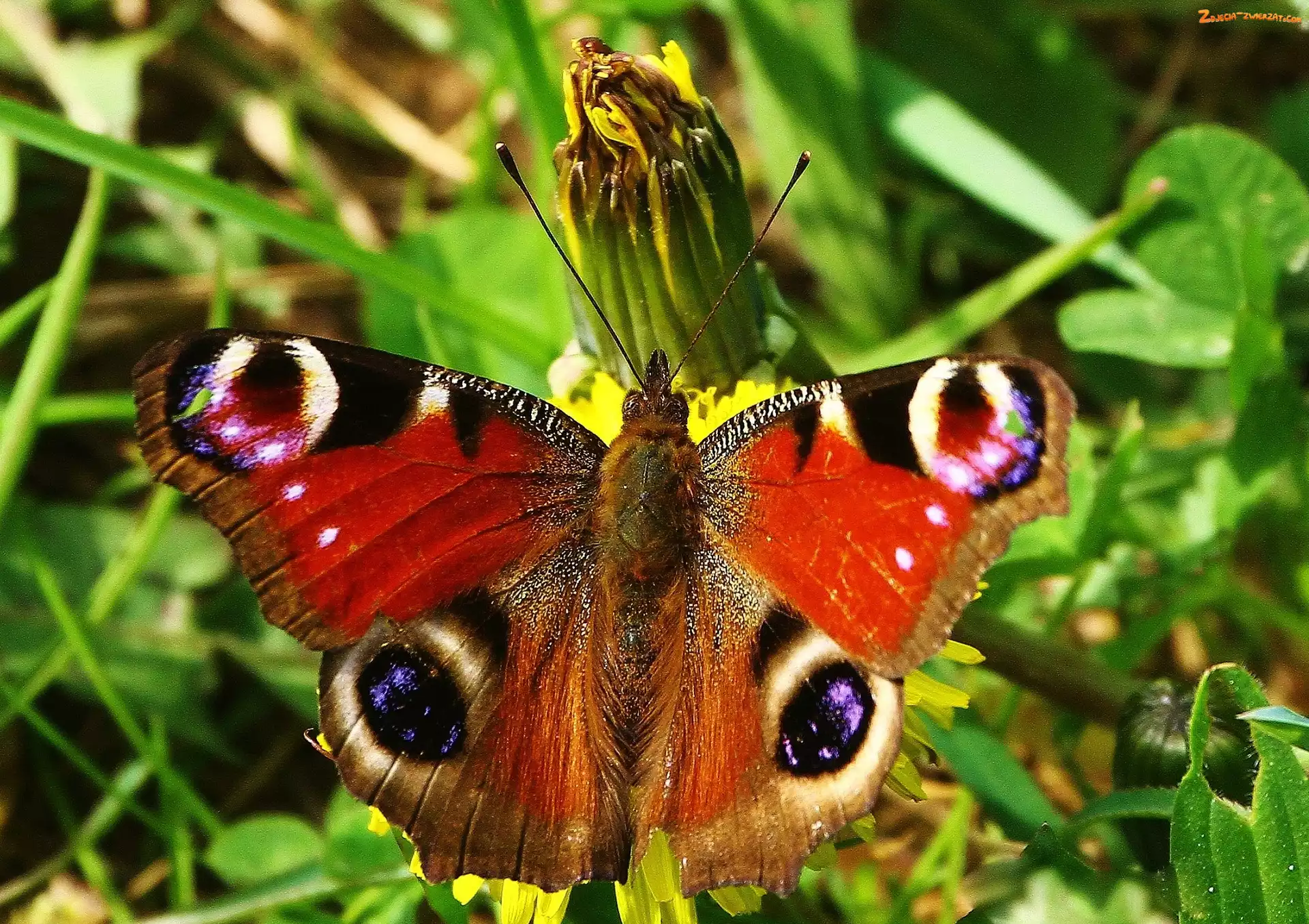 Zieleń, Motyl, Pawik