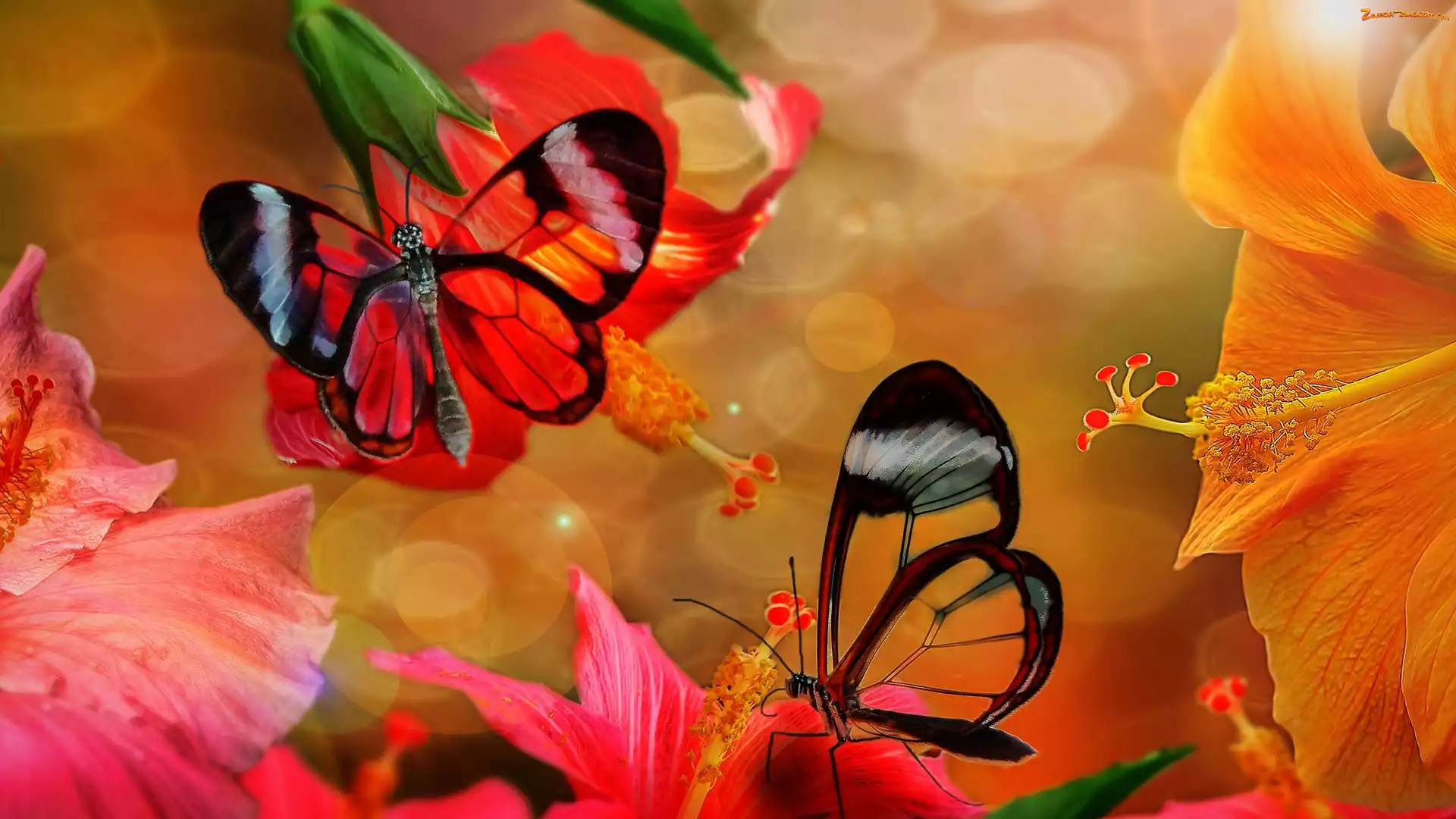Motyle, Hibiskusy