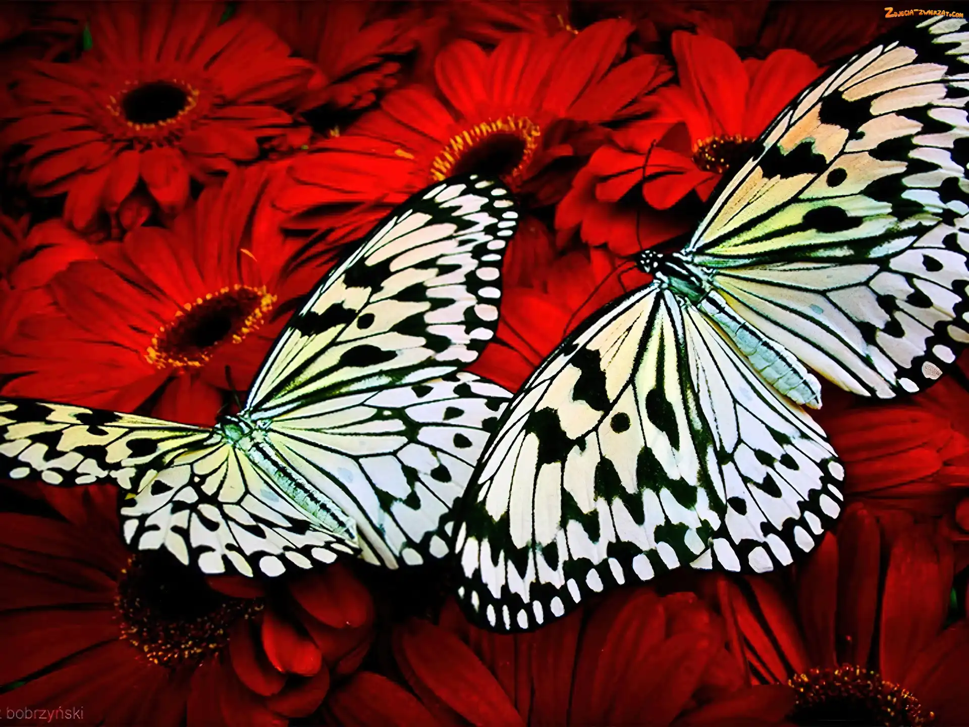 Kwiaty, Motyle, Kolorowe