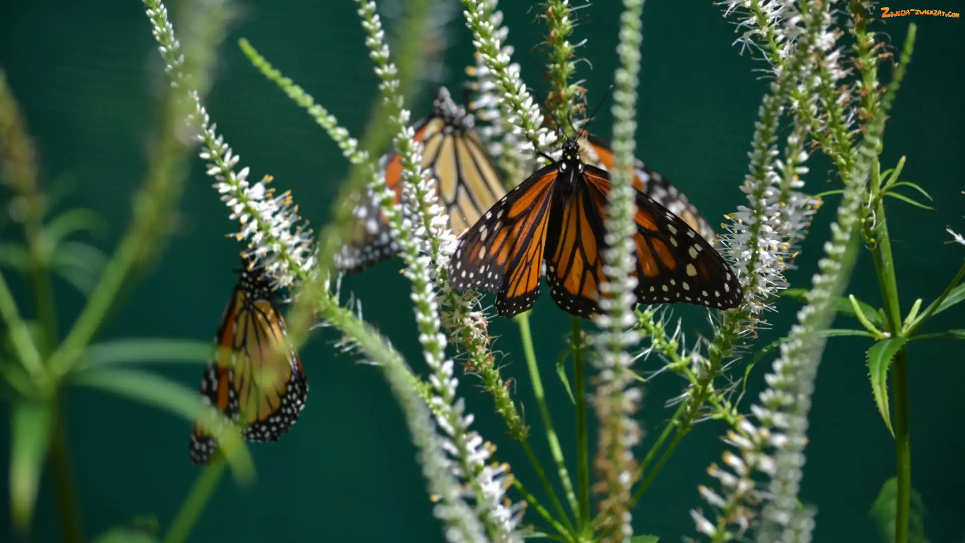 Trawa, Motyl, Monarcha